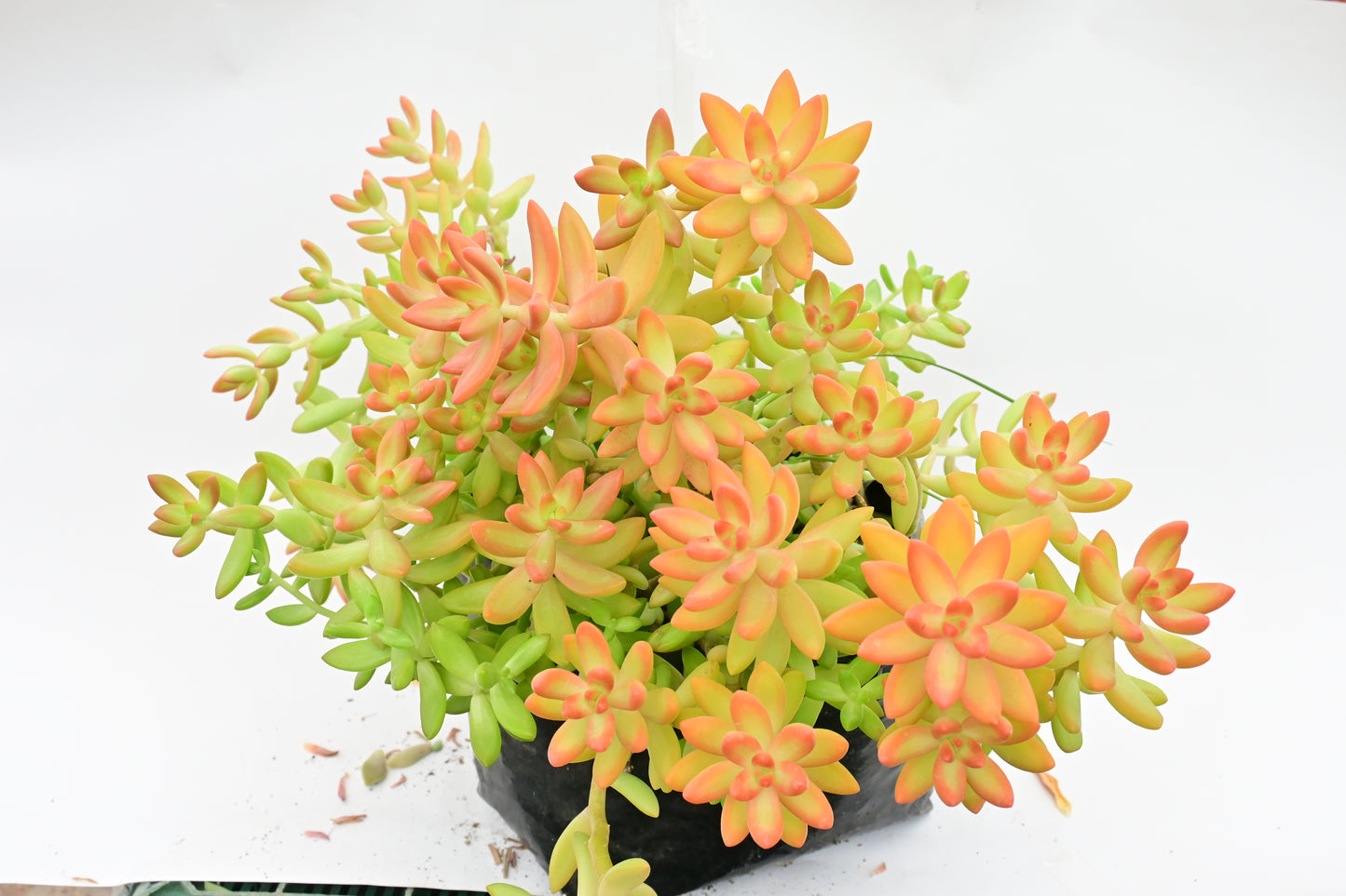 Verde Puntas Naranja sedum Nussbaumerianum