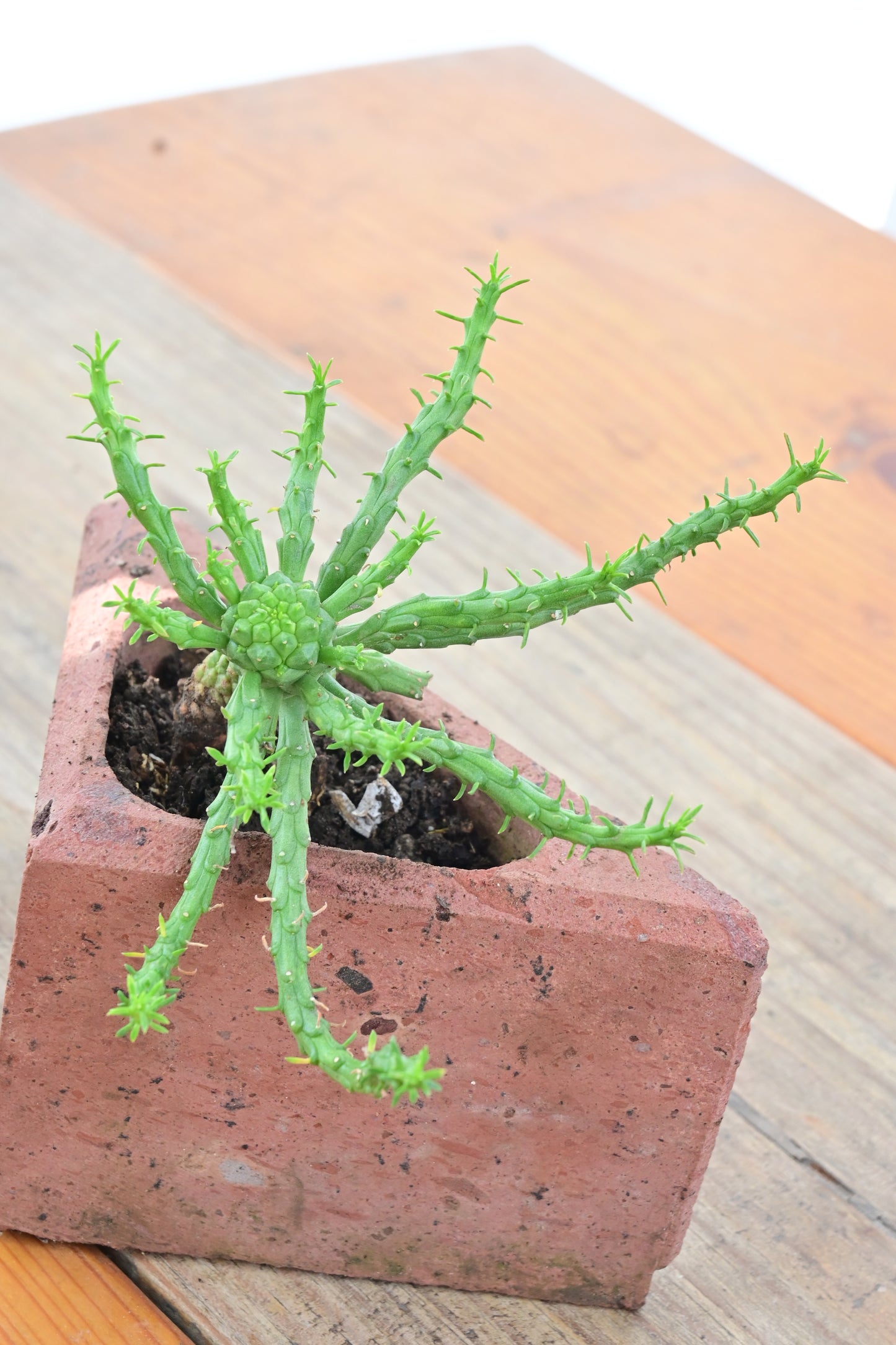 Euphorbia pungniformis