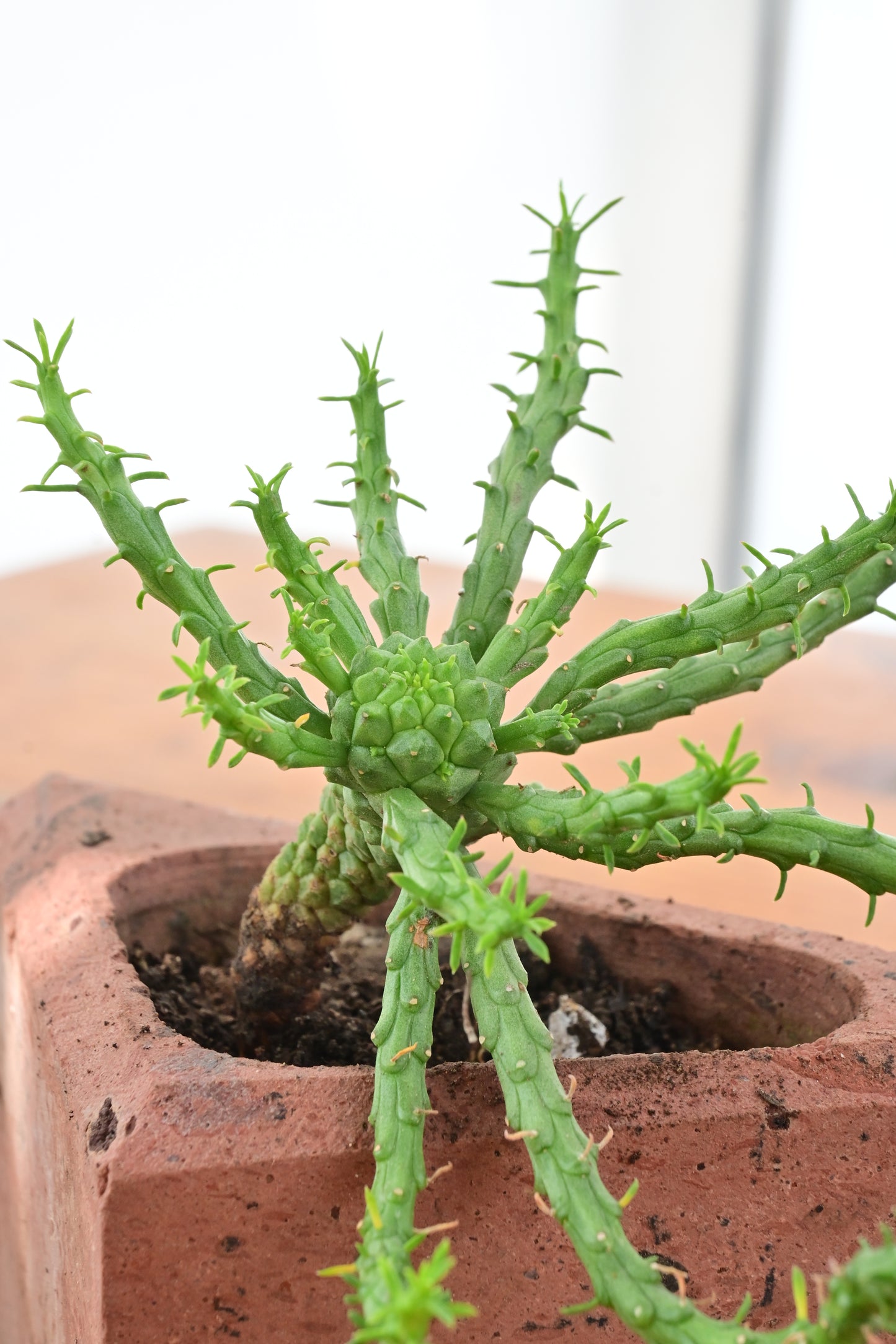 Euphorbia pungniformis