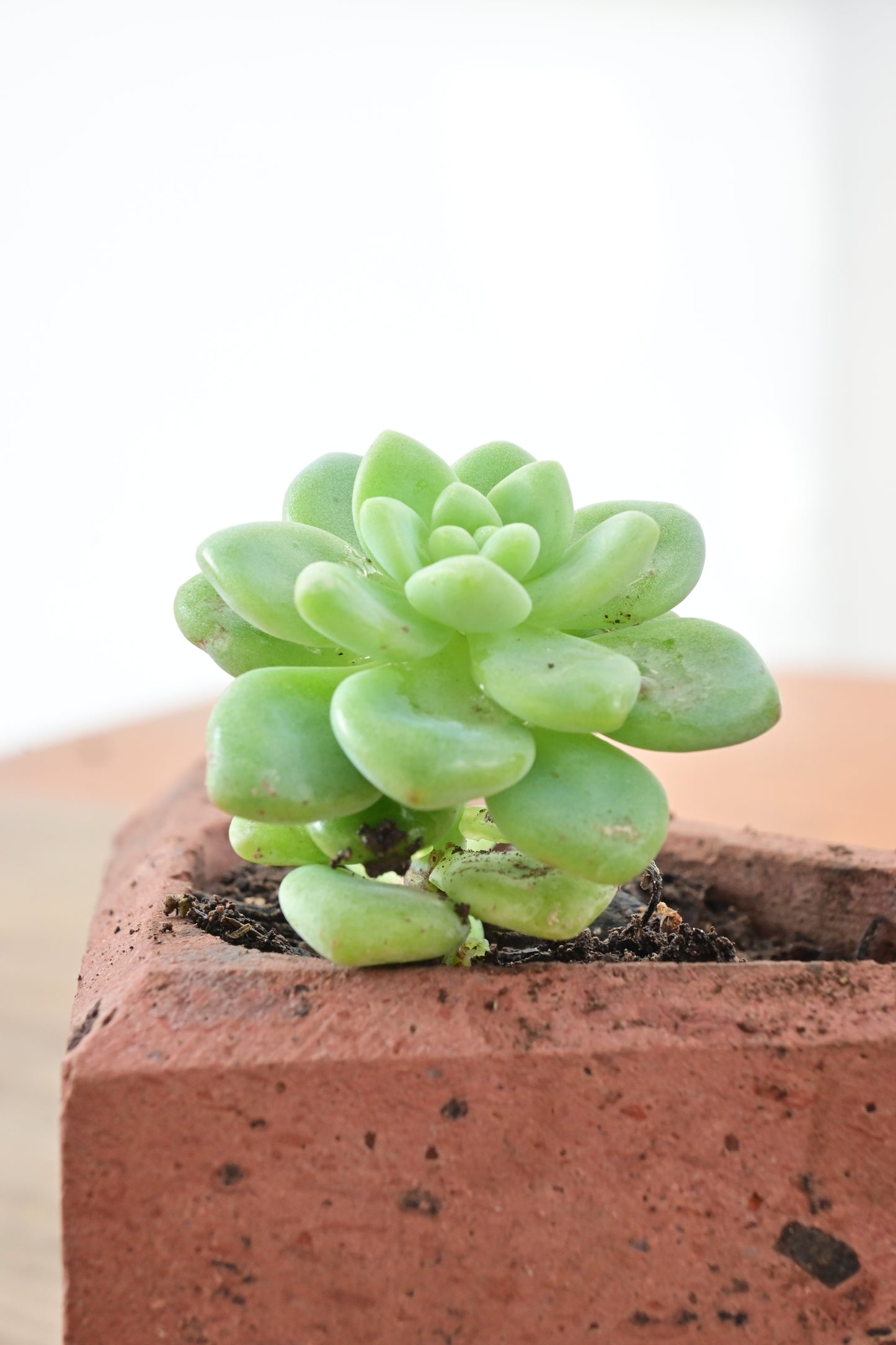 Sedum clavatum