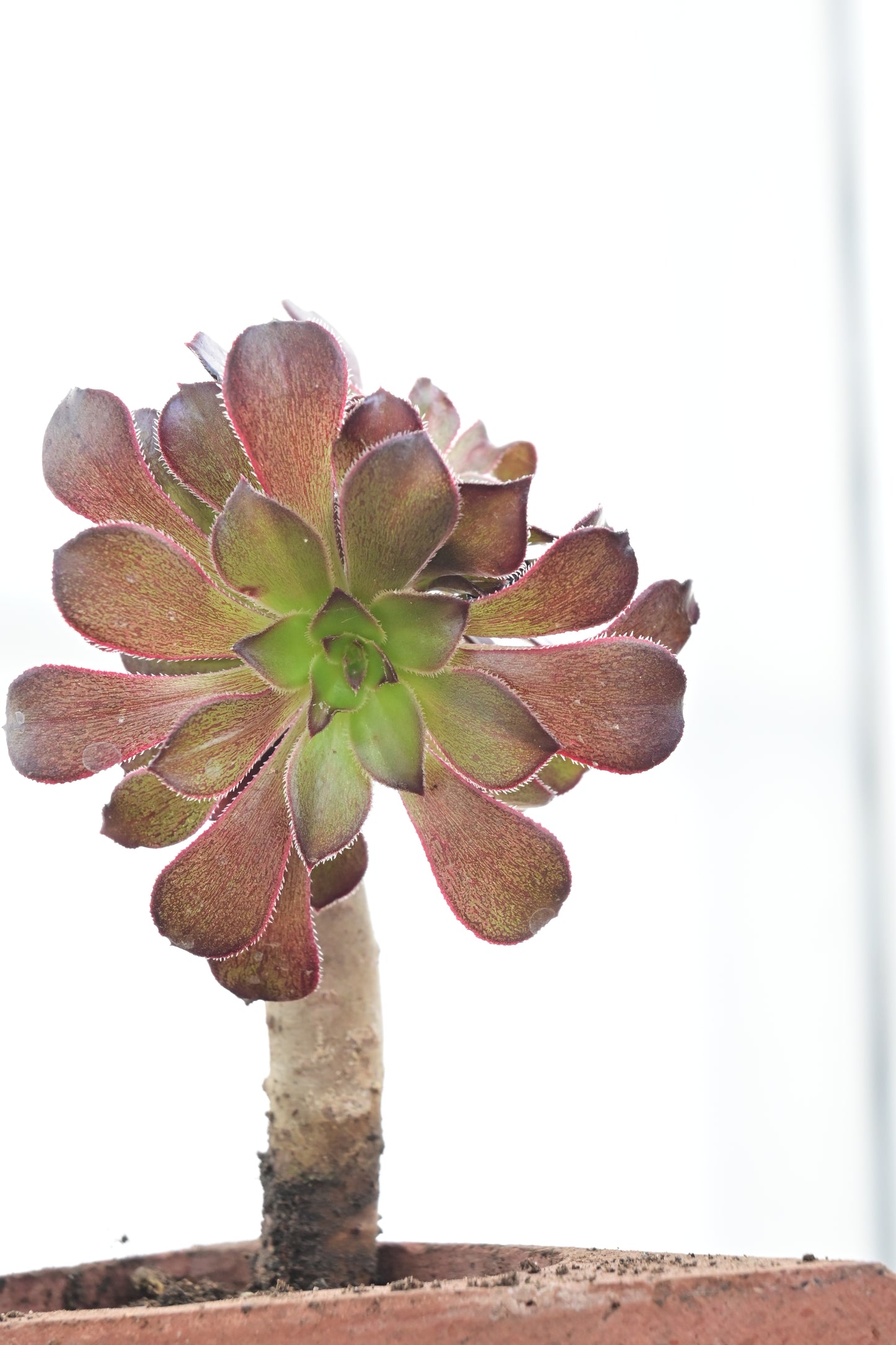 Aeonium arboreum 'Rosa Negra'