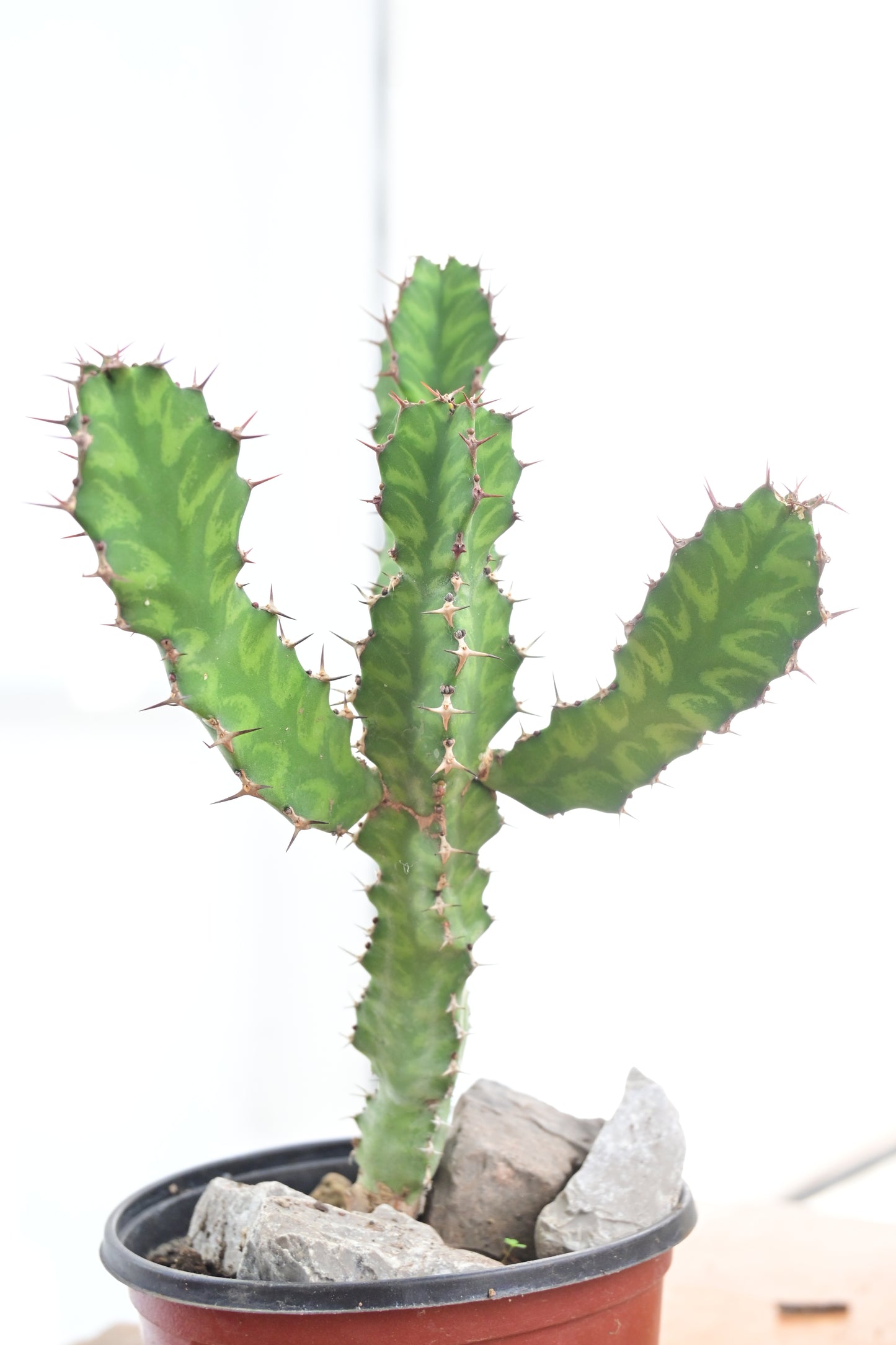 Euphorbia grandialata