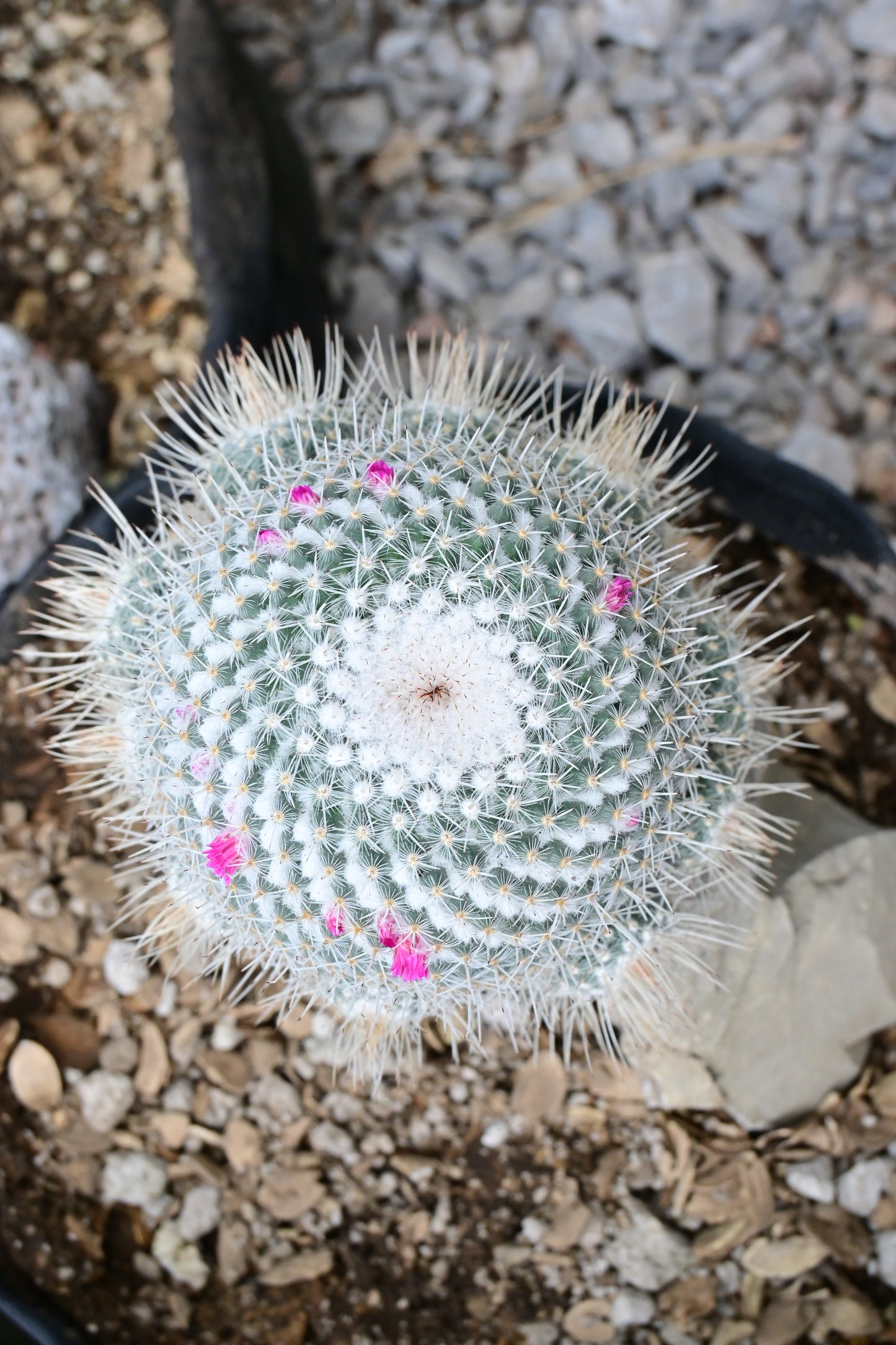 Thelocactus macdowellii (Hijuelos 2-3")