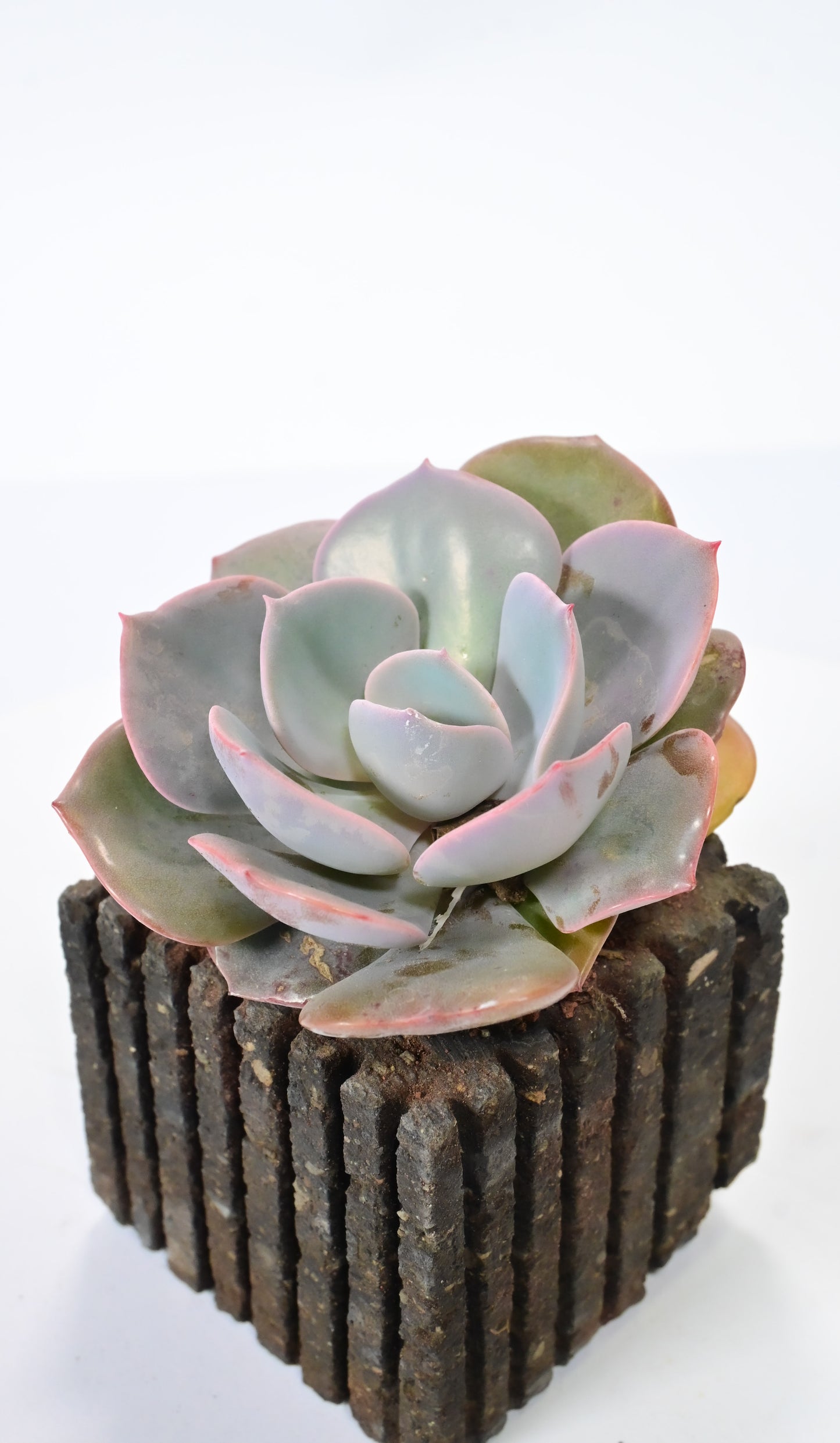 Echeveria dusty rose