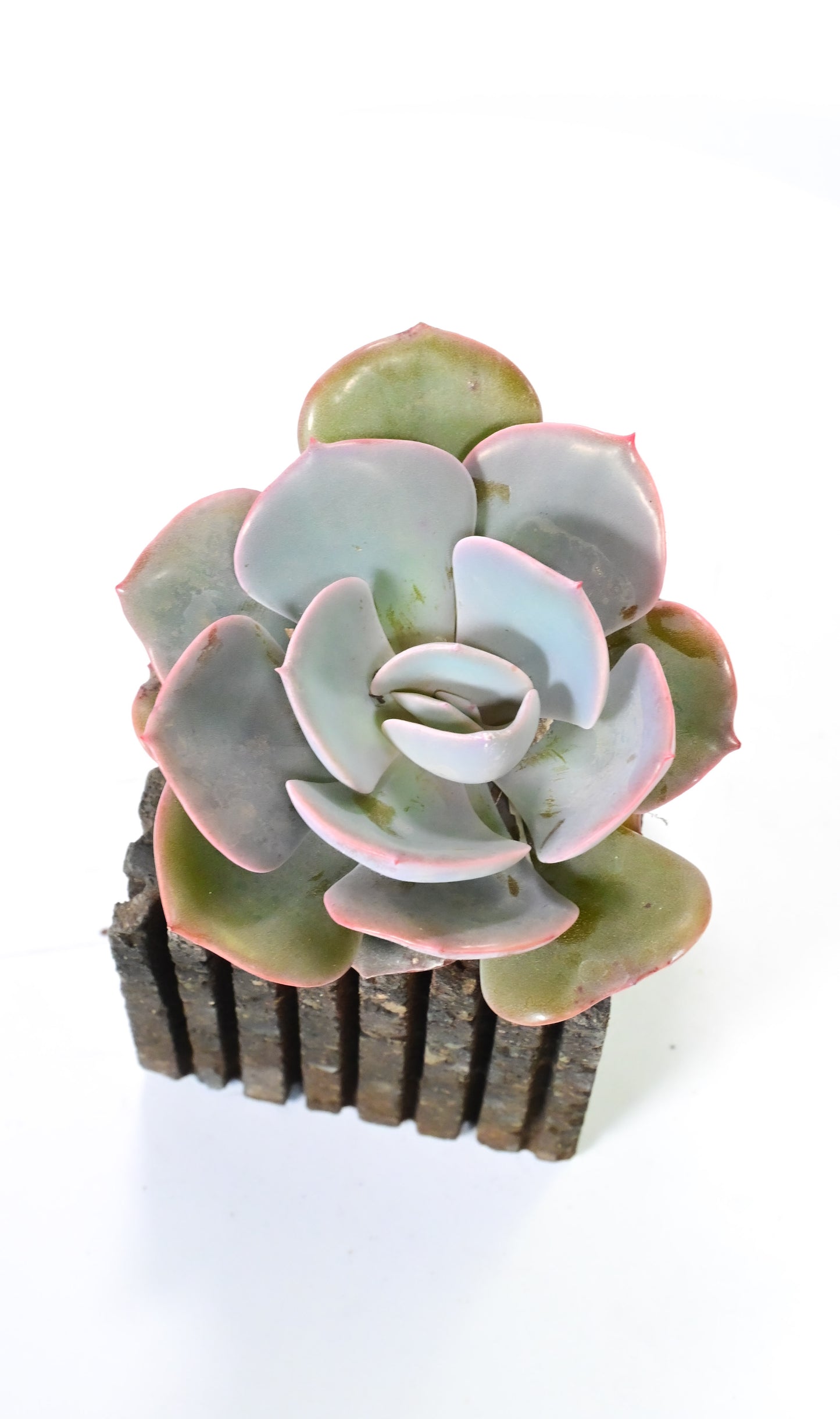 Echeveria dusty rose