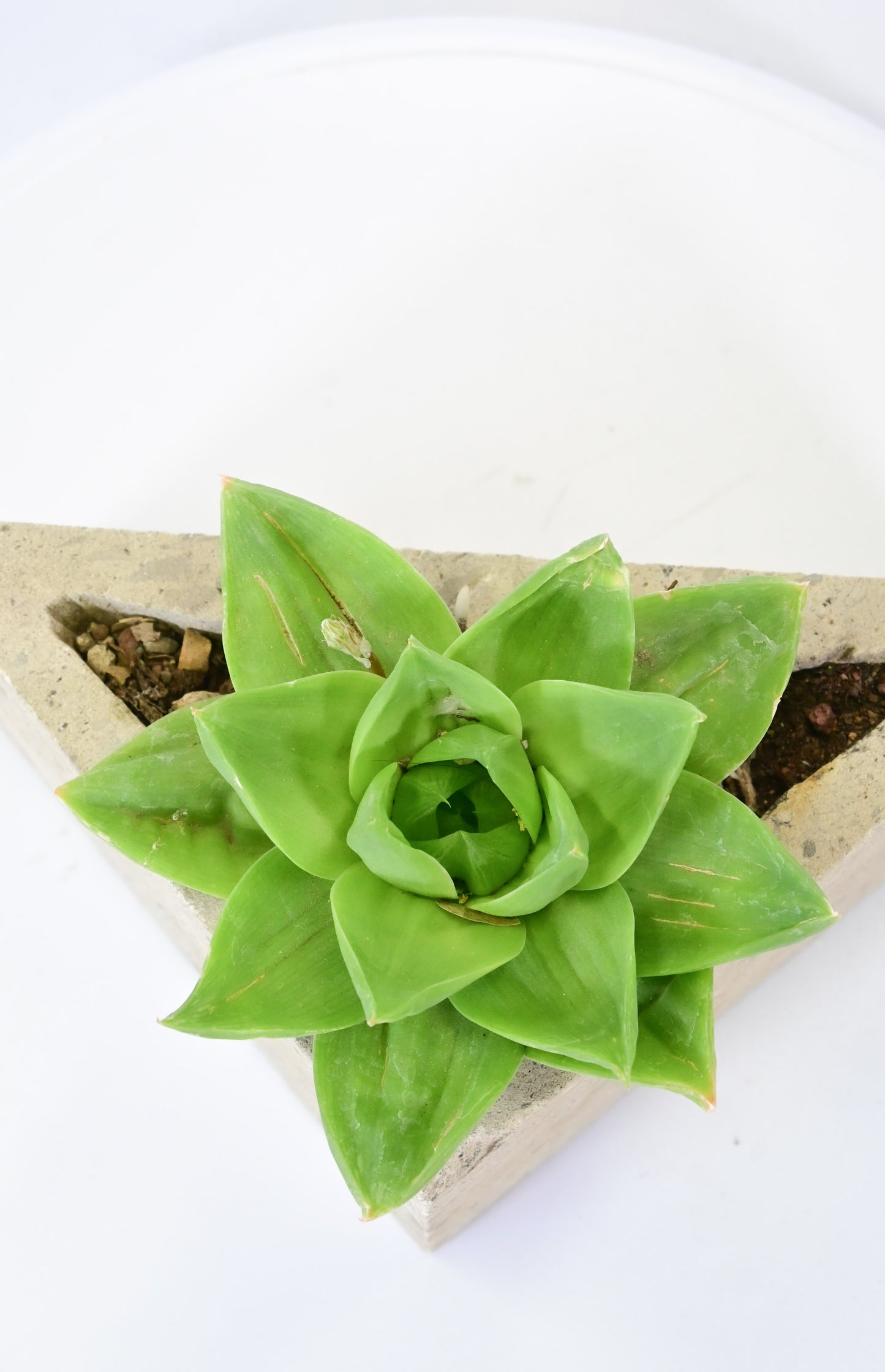 Haworthia cymbiformis