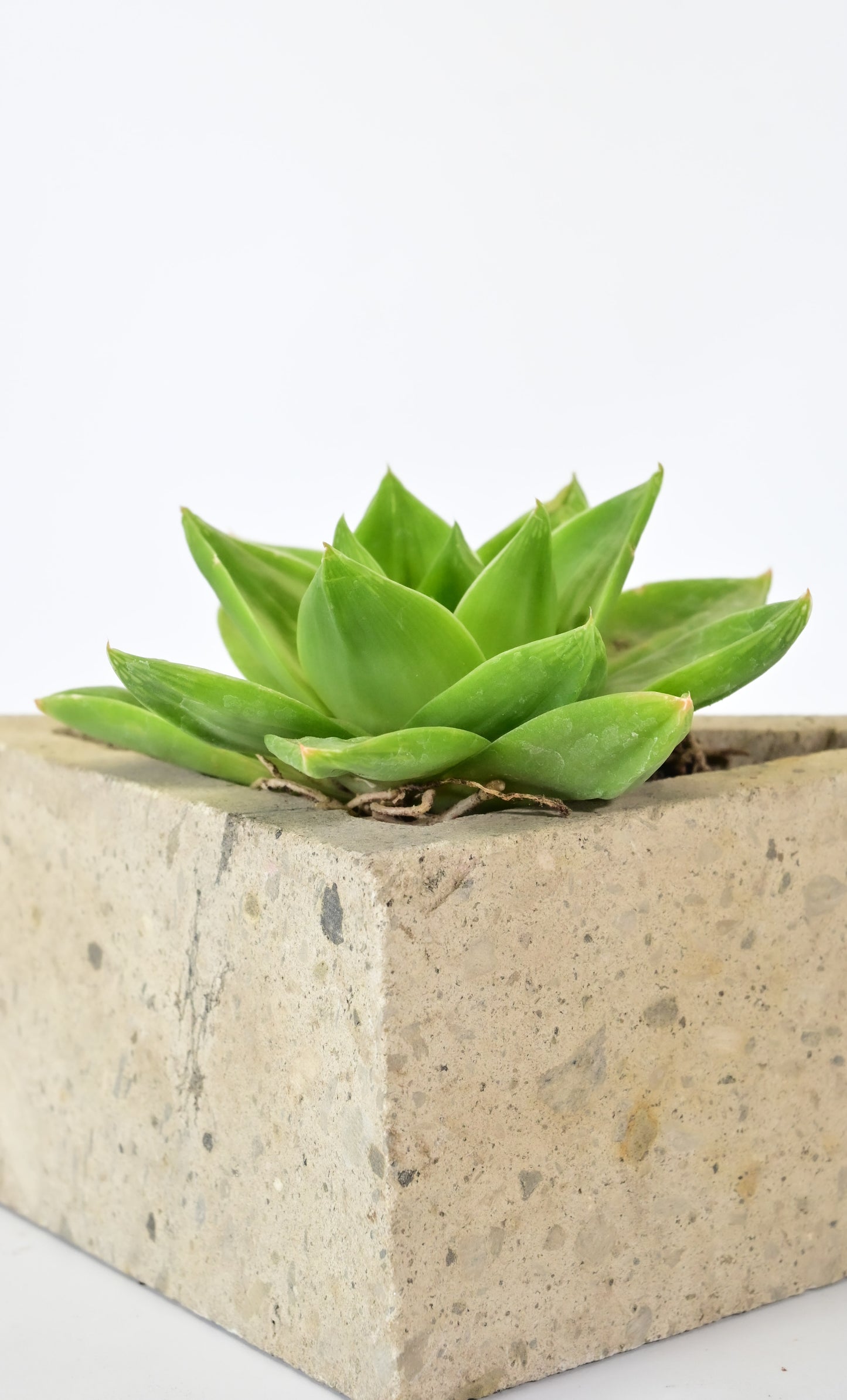 Haworthia cymbiformis