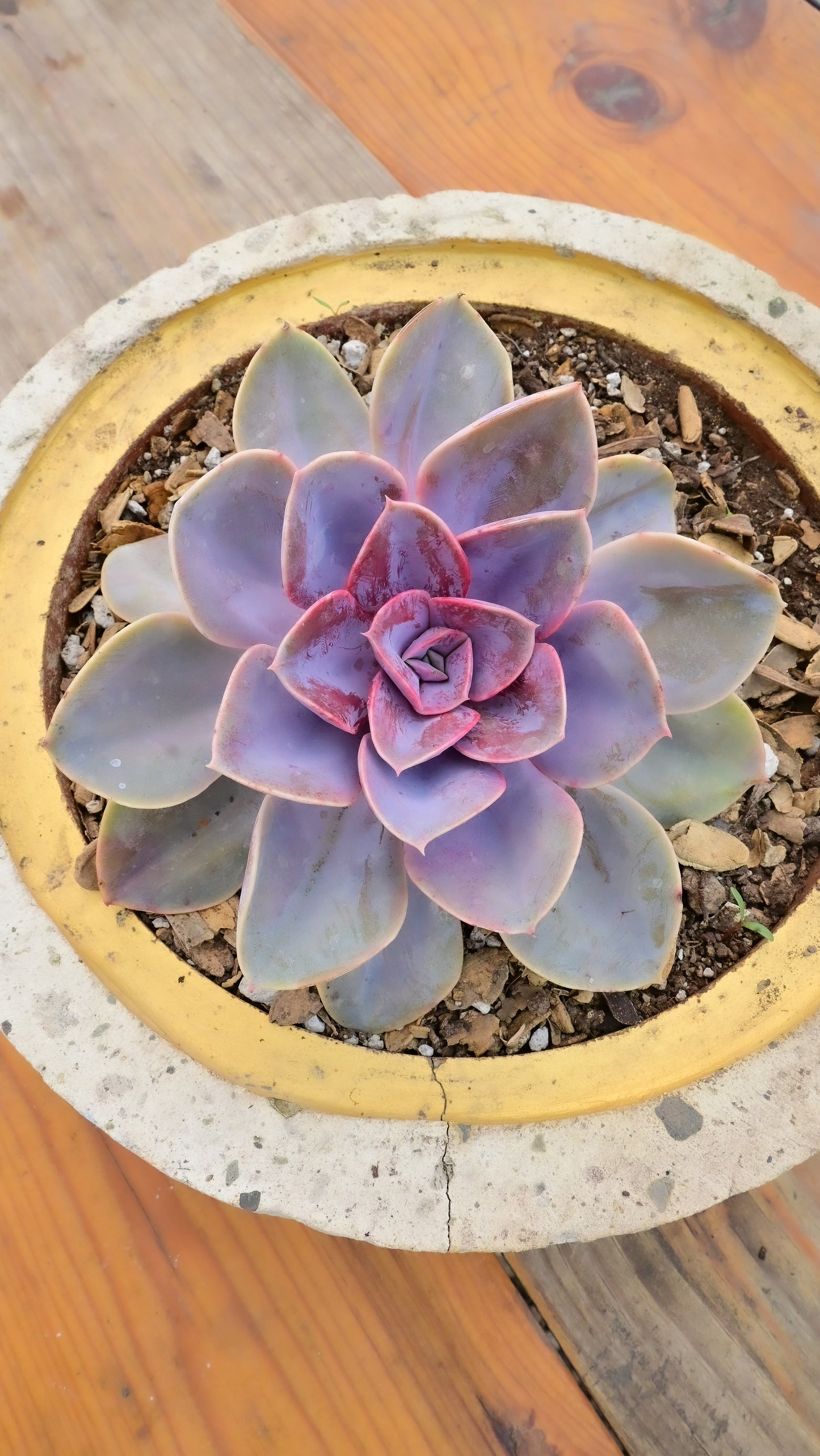 Pearl Echeveria (Roseta de 3")
