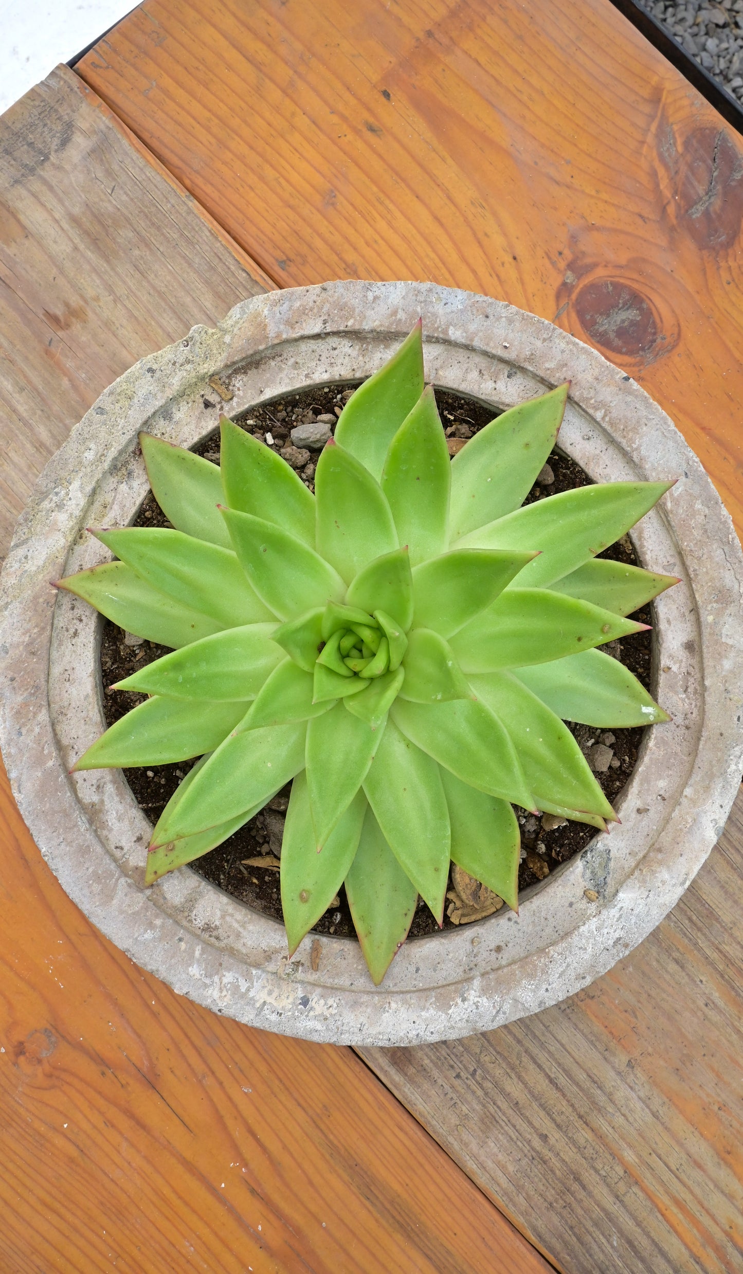 Echeveria agavoides 'Lipstick'
