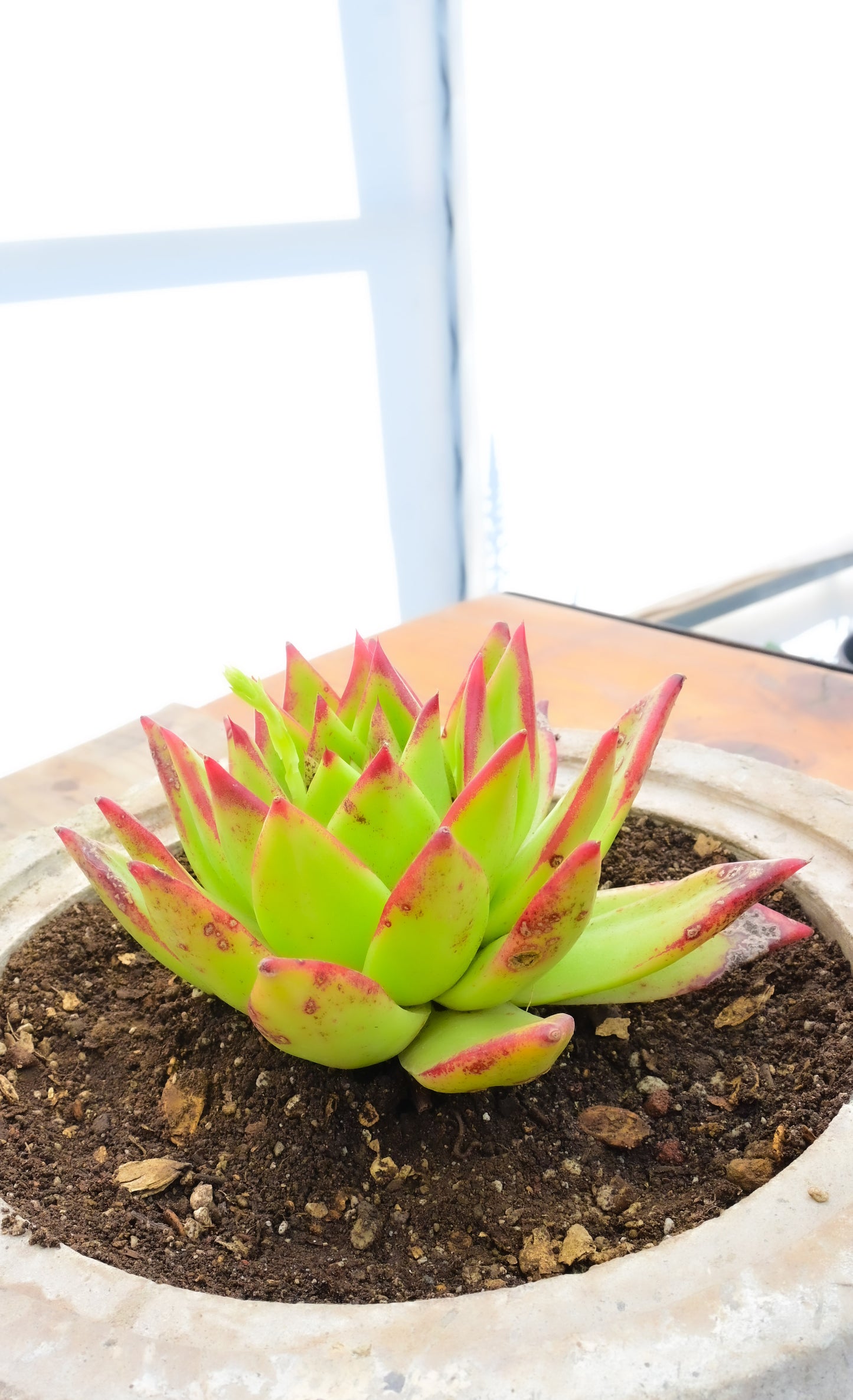 Echeveria agavoides 'Lipstick'