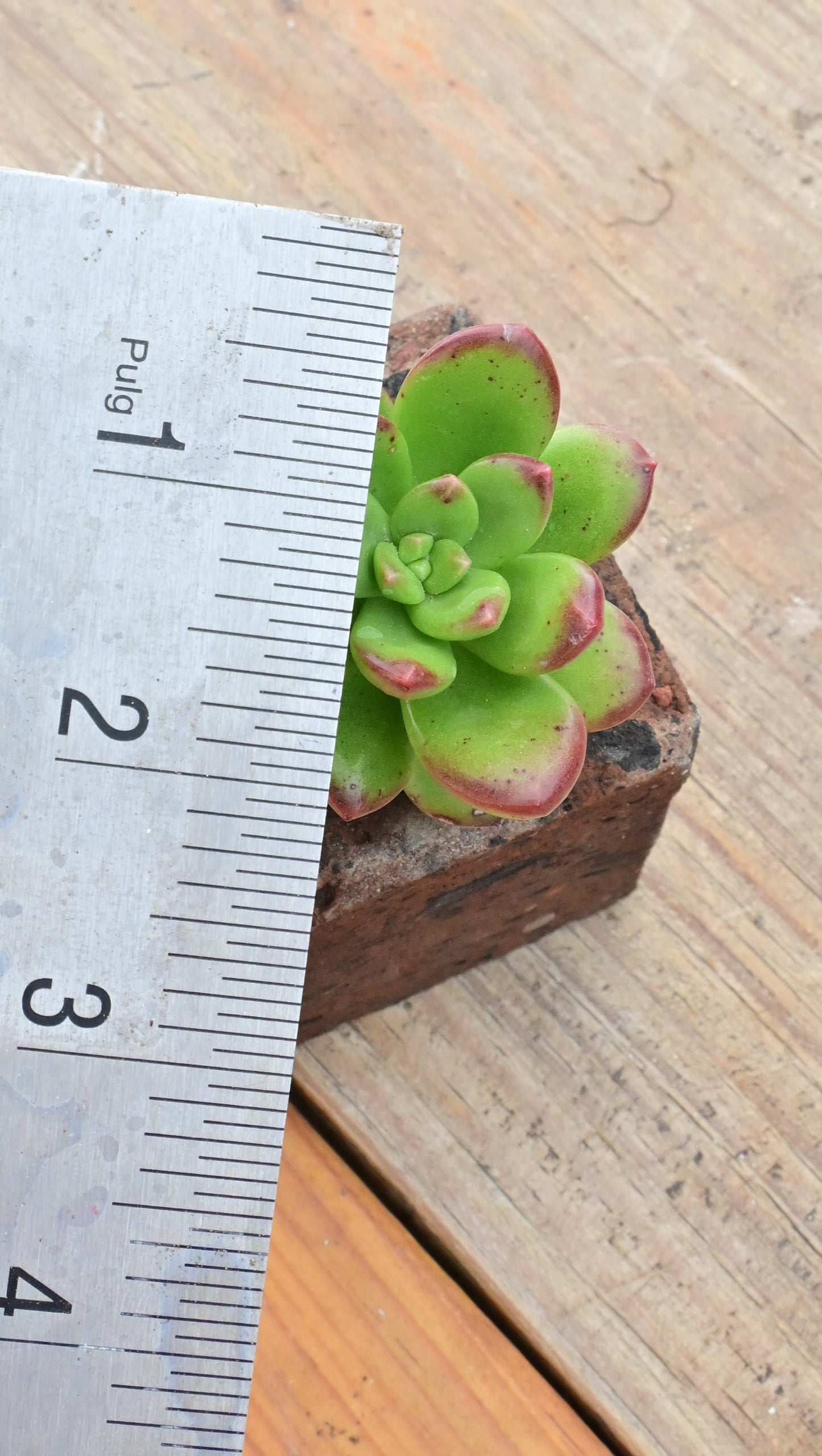Lucidum Obesum Sedum