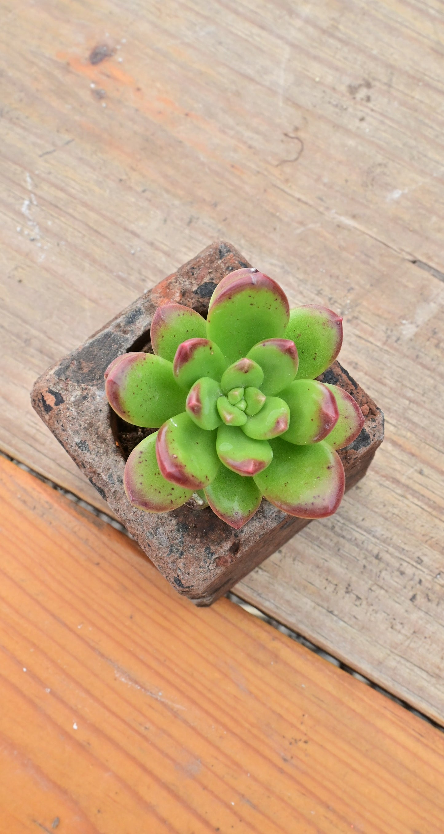 Lucidum Obesum Sedum