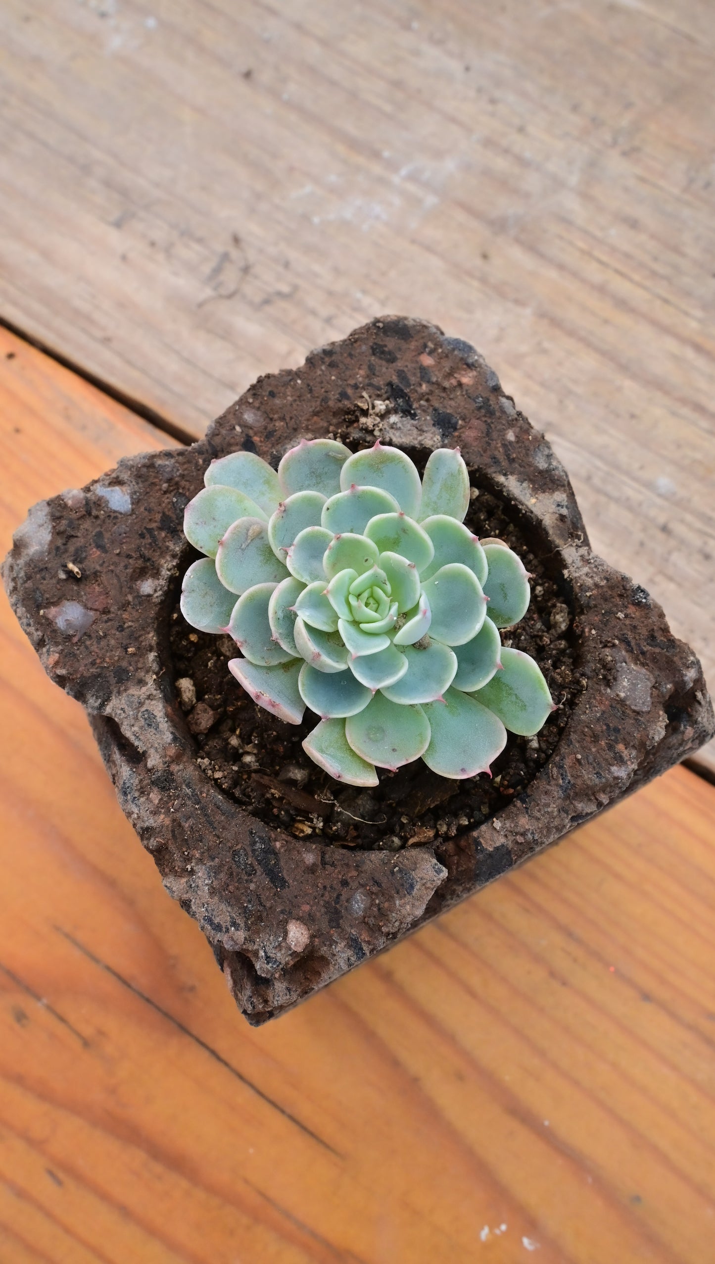 Echeveria Jiadhi