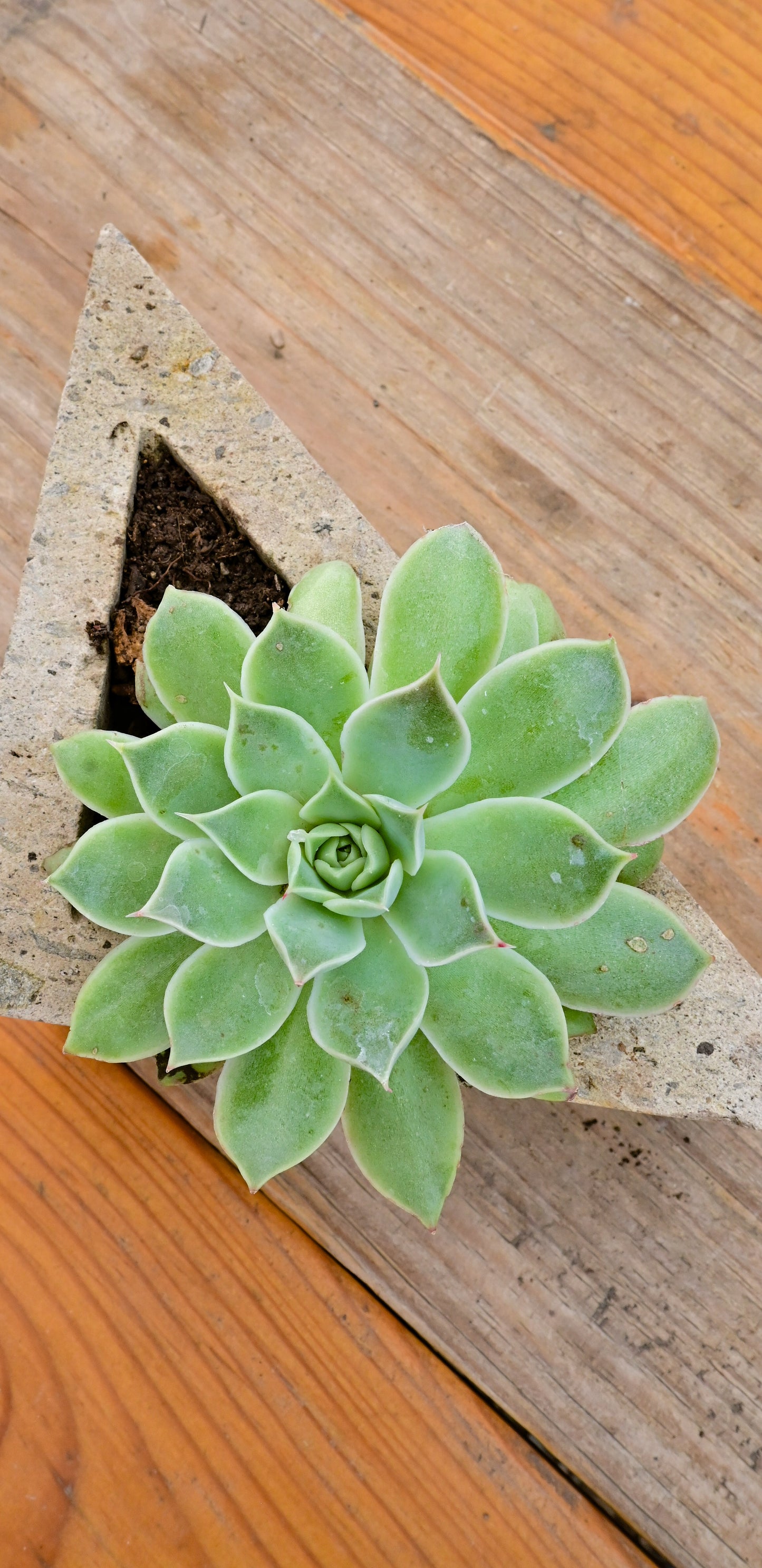 ECHEVERIA