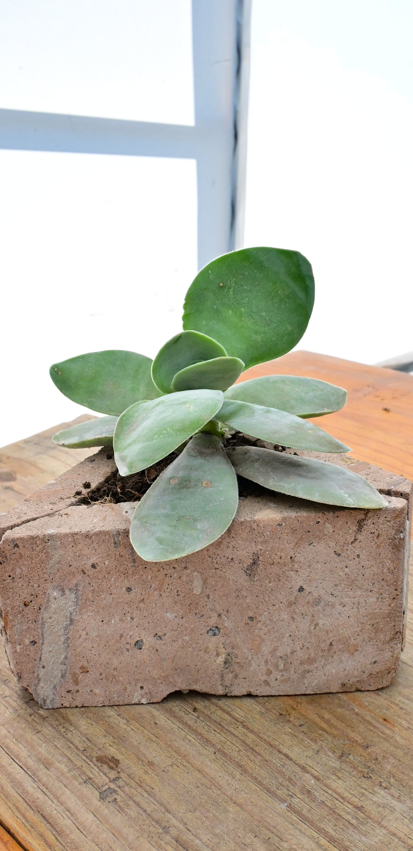 Crassula cotyledonis