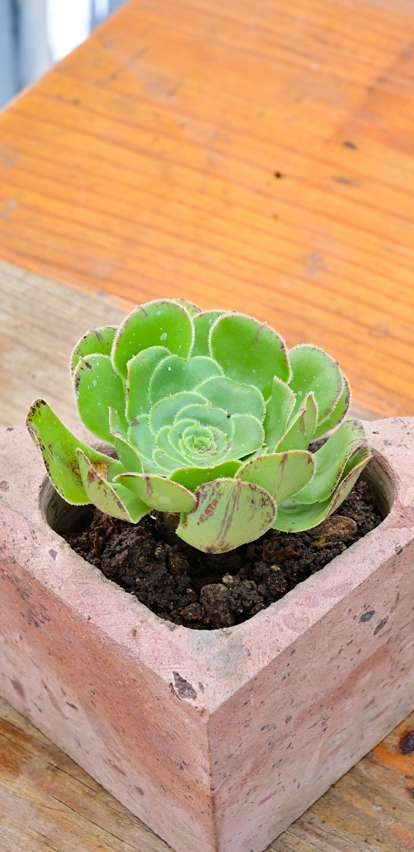 Aeonium Undulatum