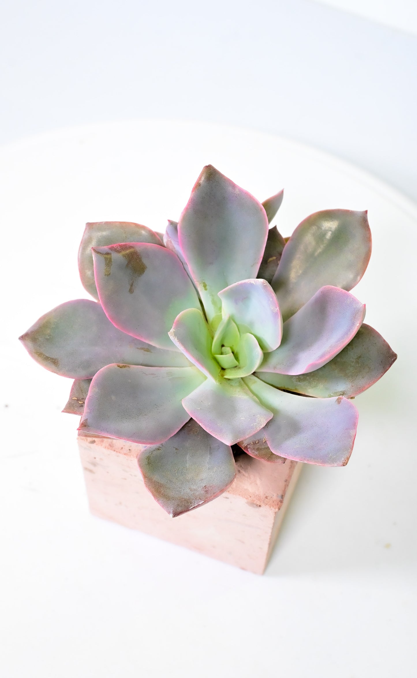 Echeveria Debbie