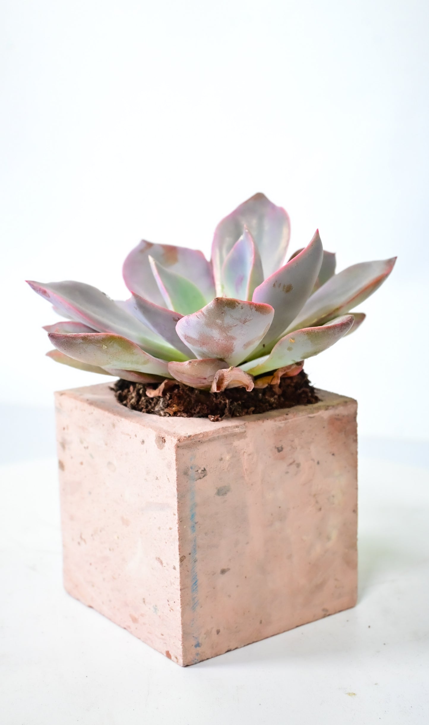 Echeveria Debbie