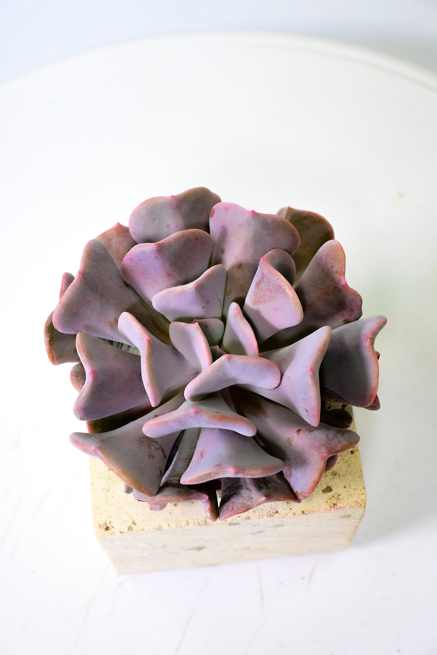 Echeveria Cubic Frost