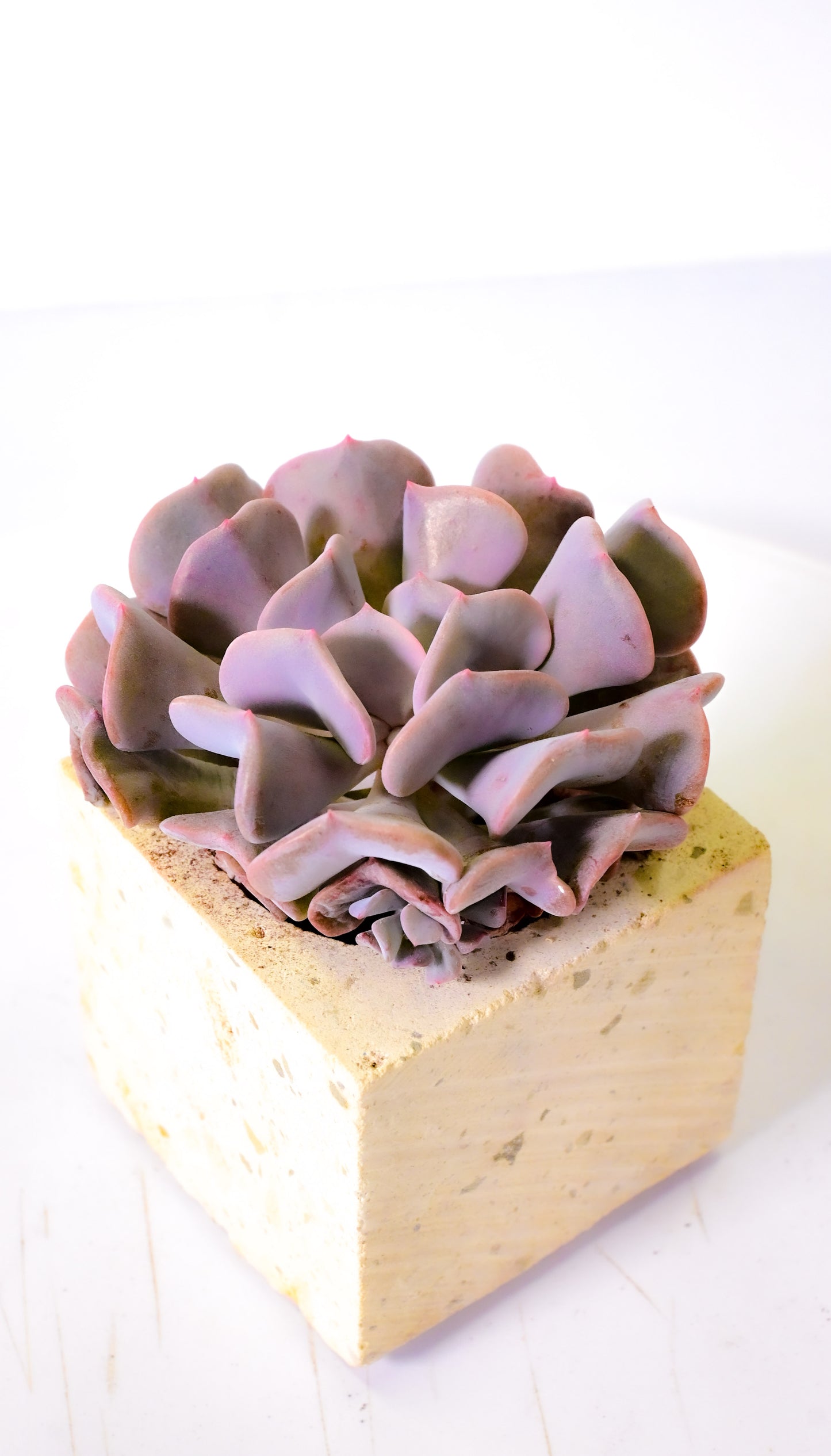 Echeveria Cubic Frost