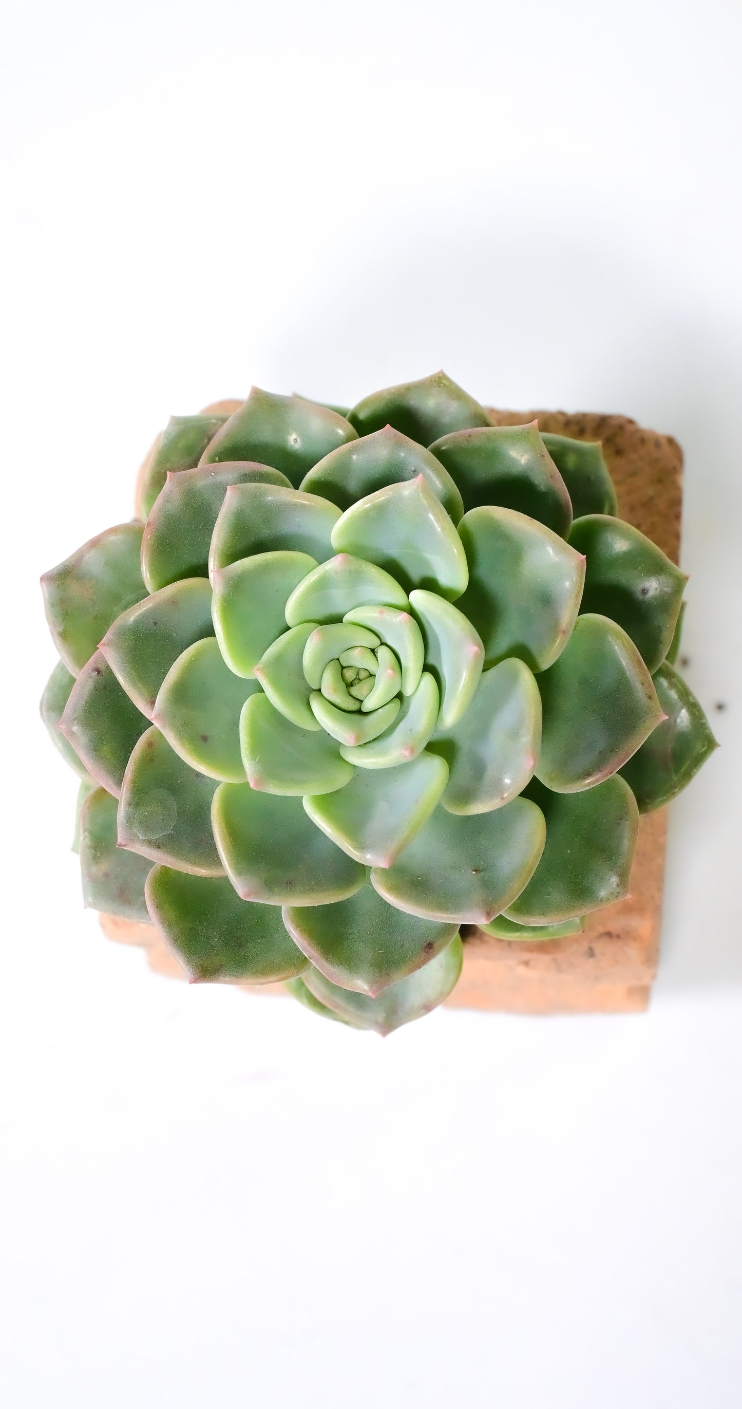 Graptoveria titubans