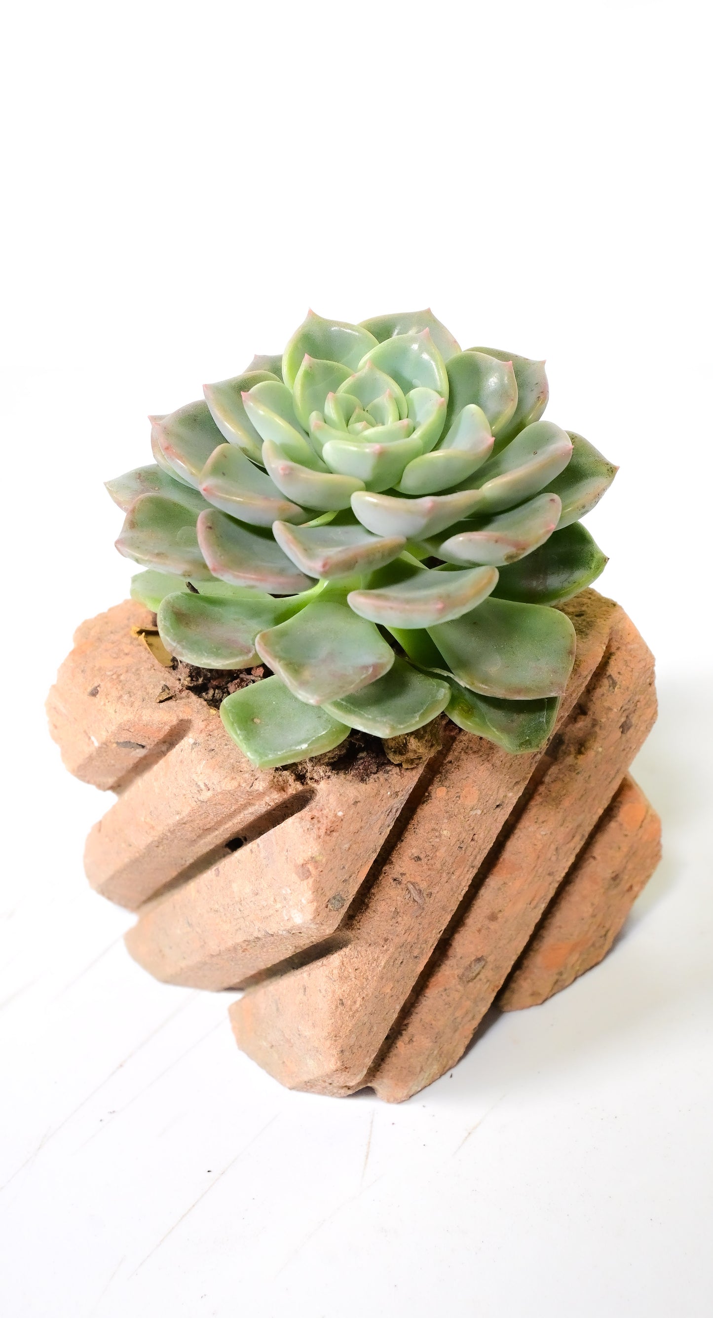 Graptoveria titubans