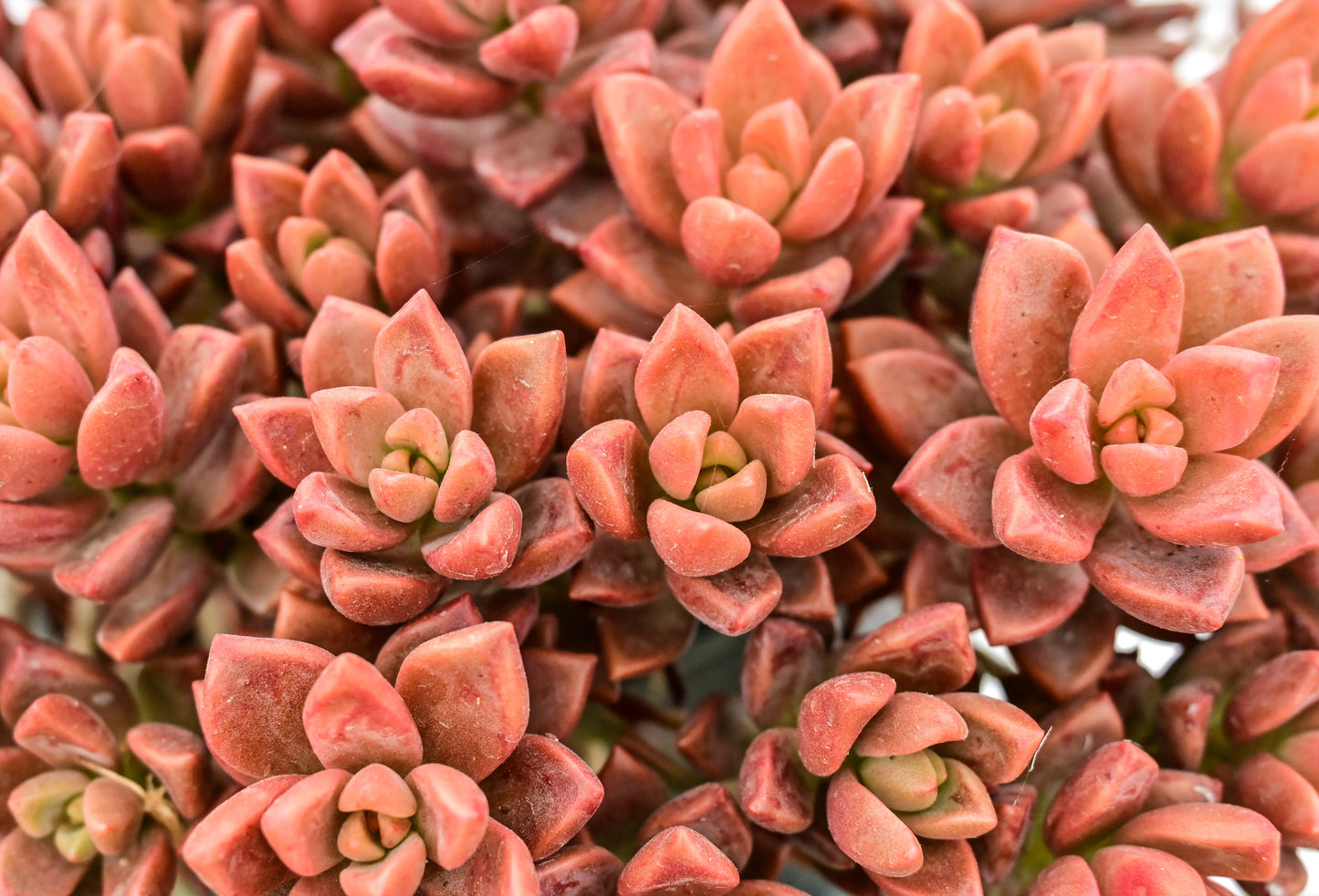 Graptosedum Vera higgins