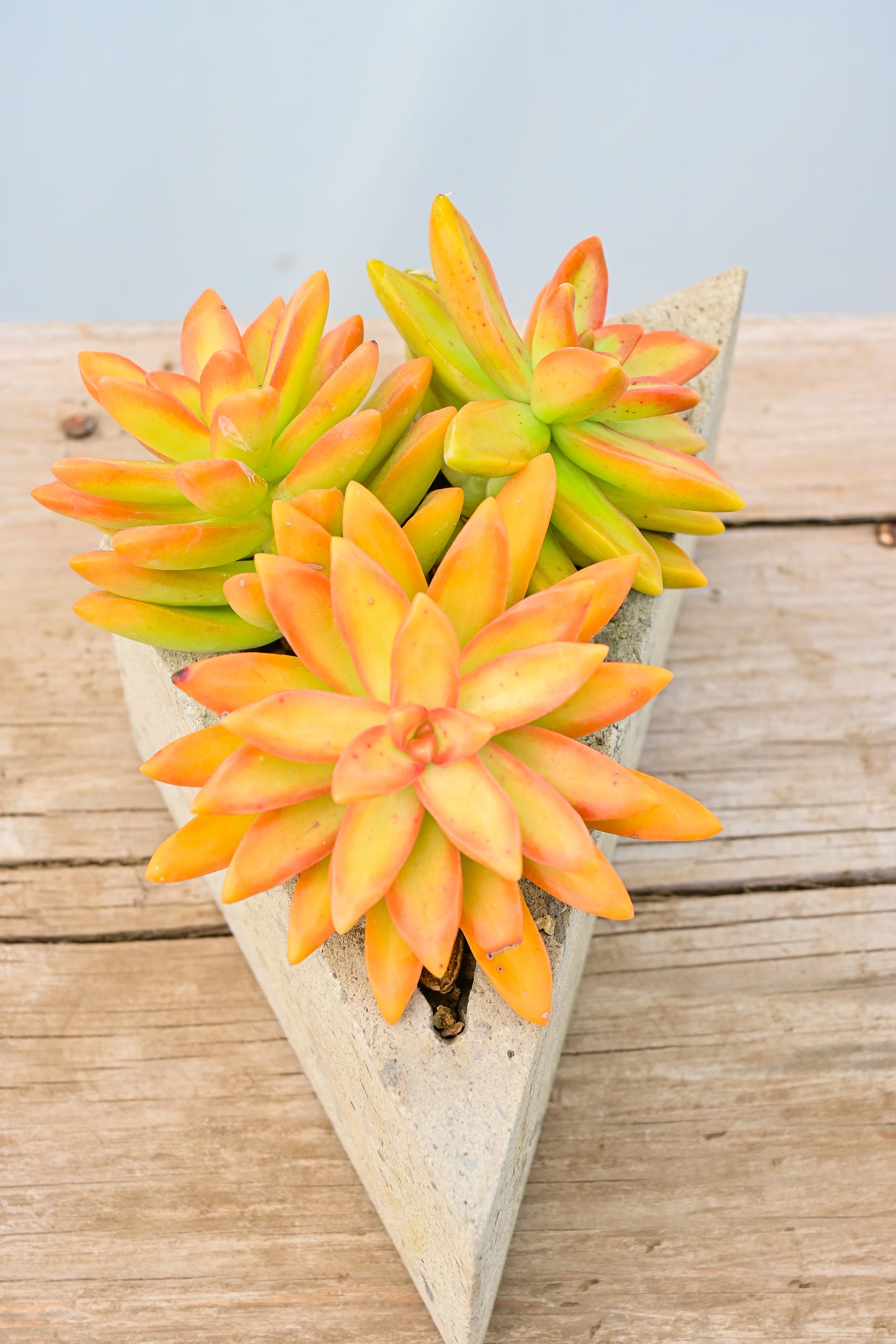 Verde Puntas Naranja sedum Nussbaumerianum
