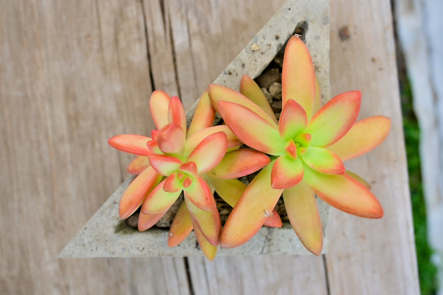 Star Fish Sedum Nussbaumerianum