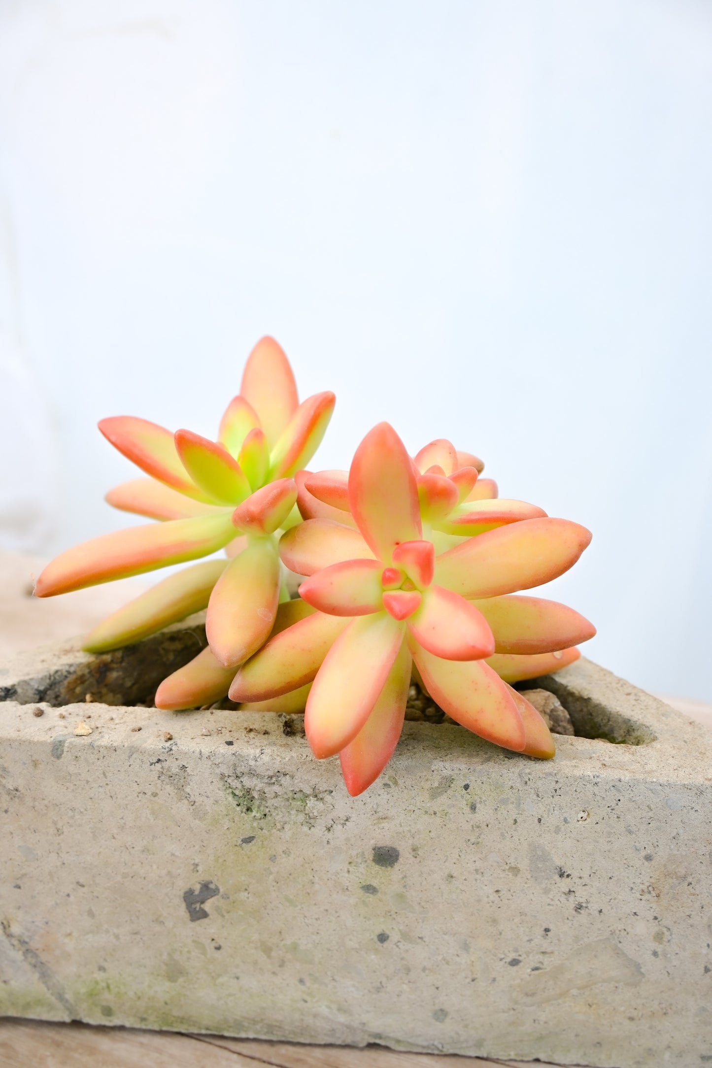 Star Fish Sedum Nussbaumerianum