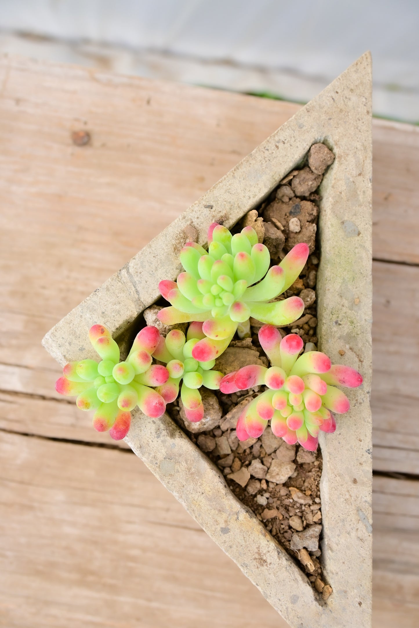 Pachyphyllum Sedum Nussbaumerianum (Dedos de bebé)