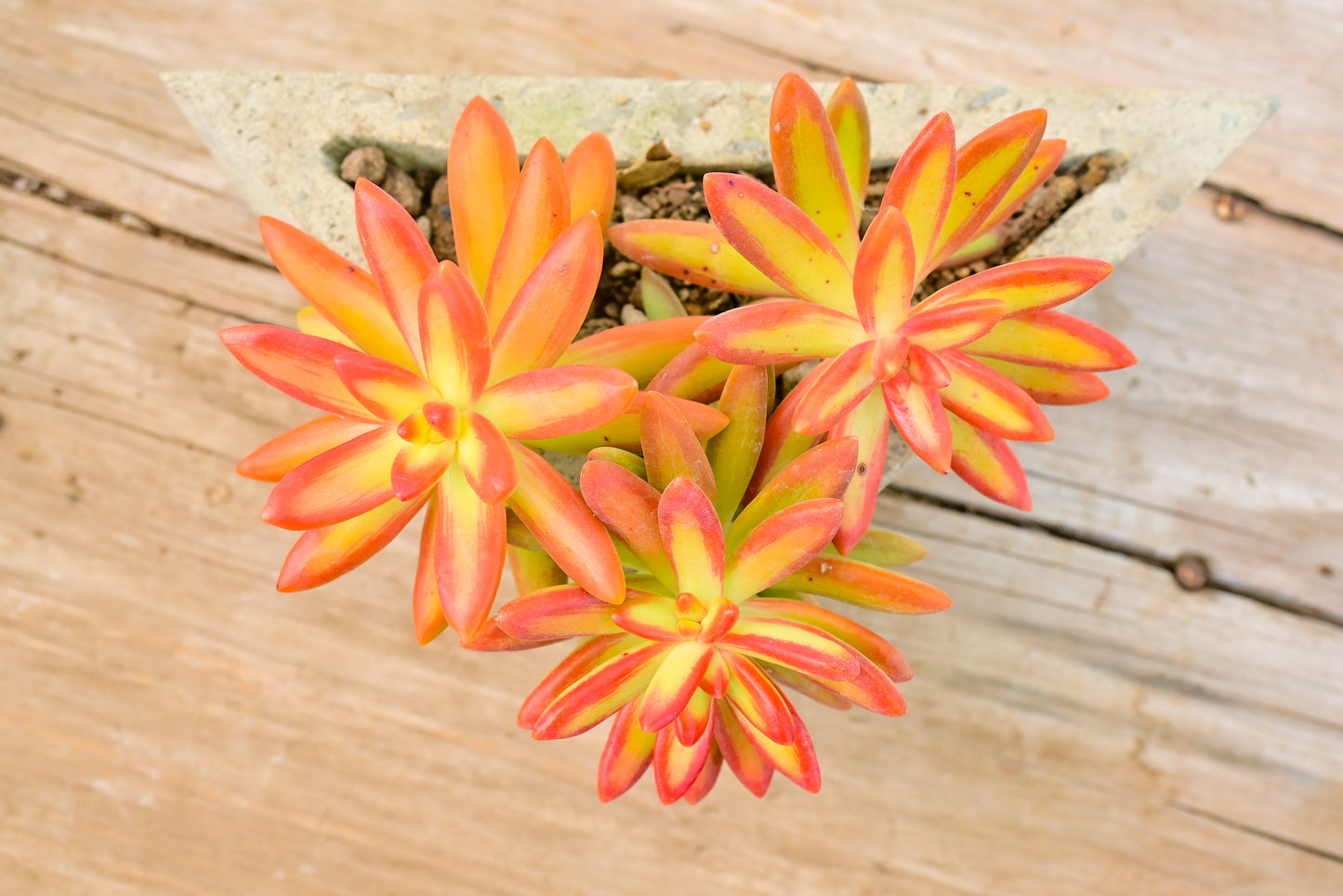Verde Puntas Rojas Sedum Nussbaumerianum