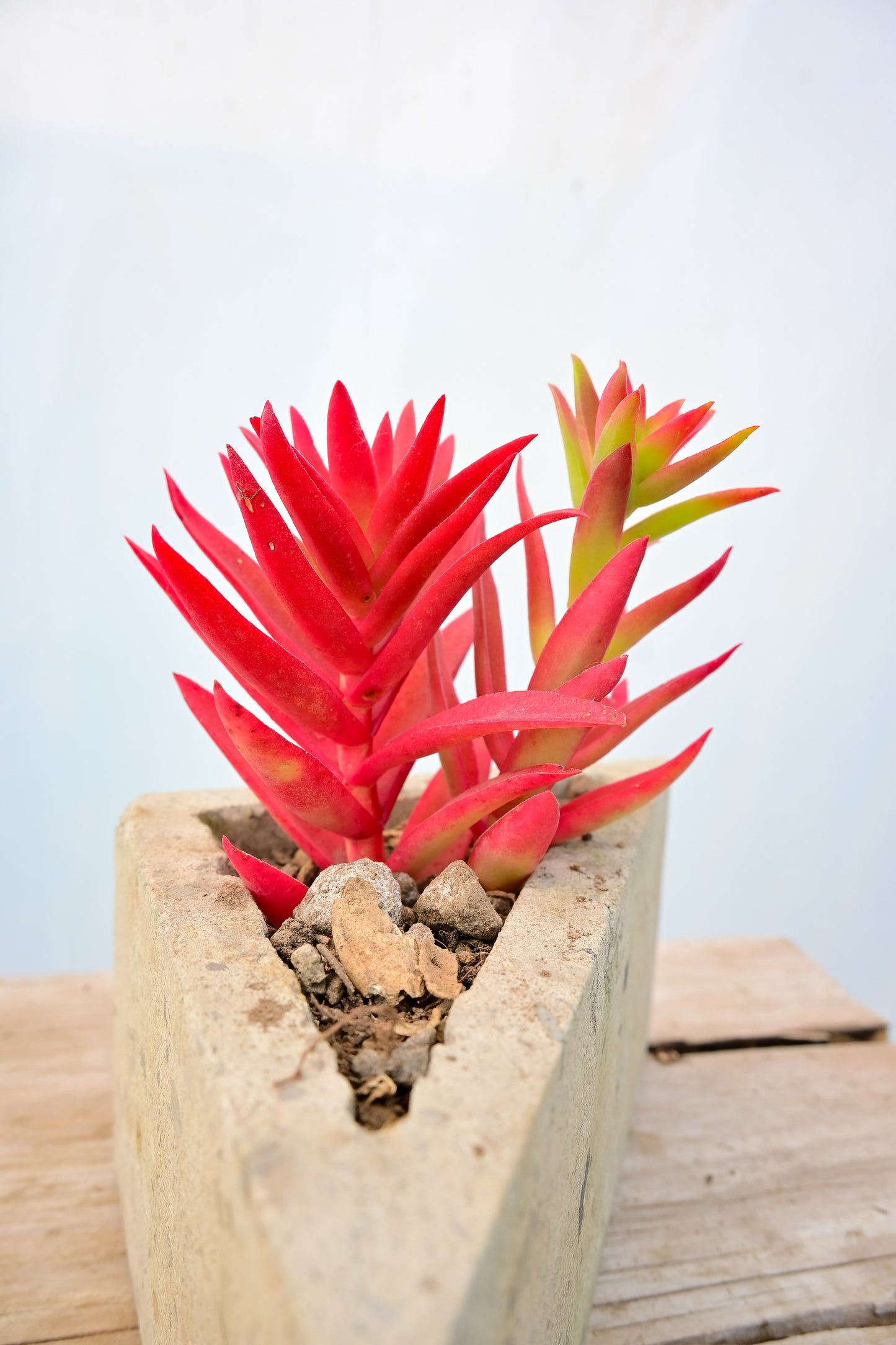 Crassula capitella 'Campfire'