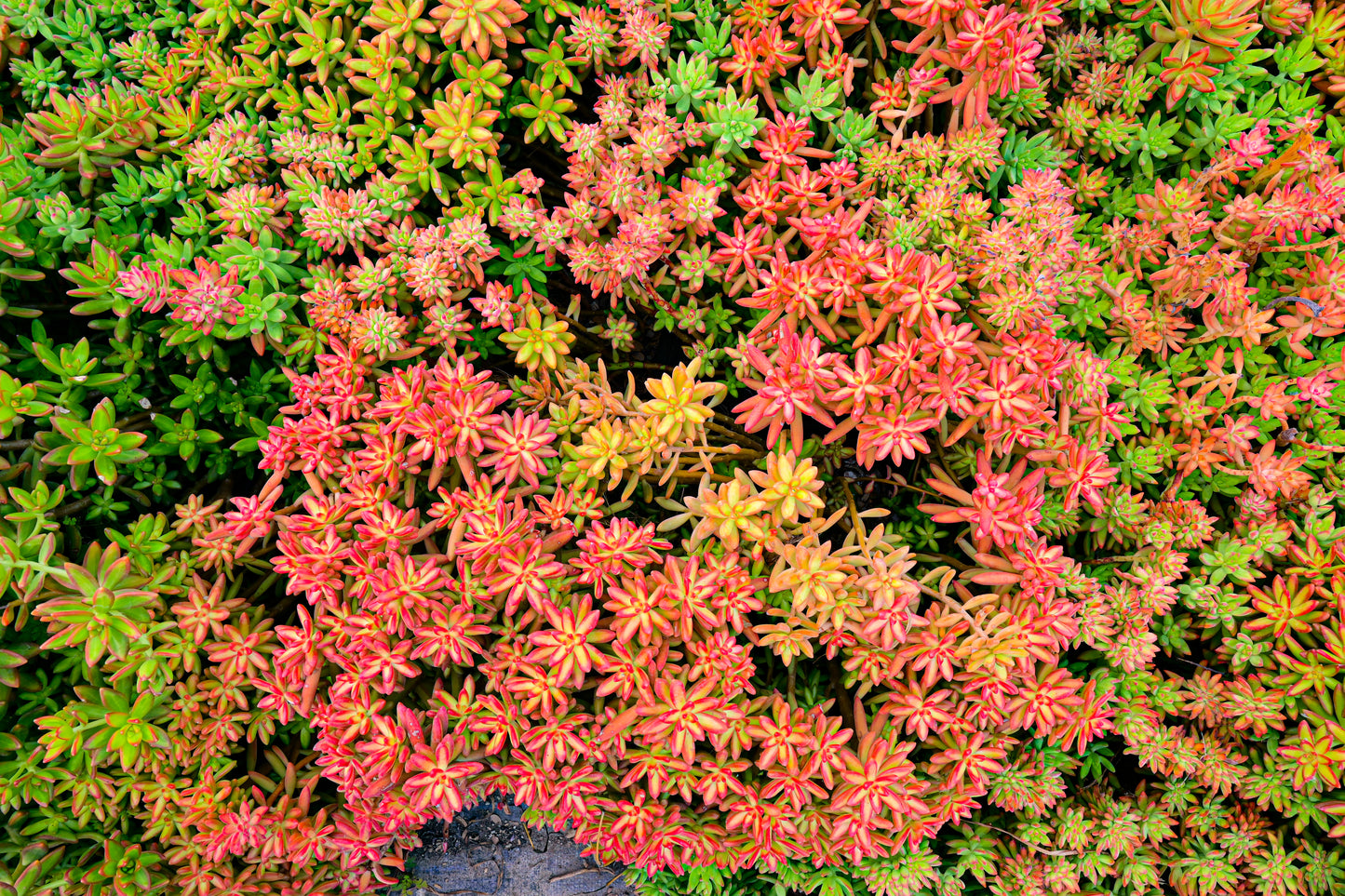 Verde Puntas Rojas Sedum Nussbaumerianum
