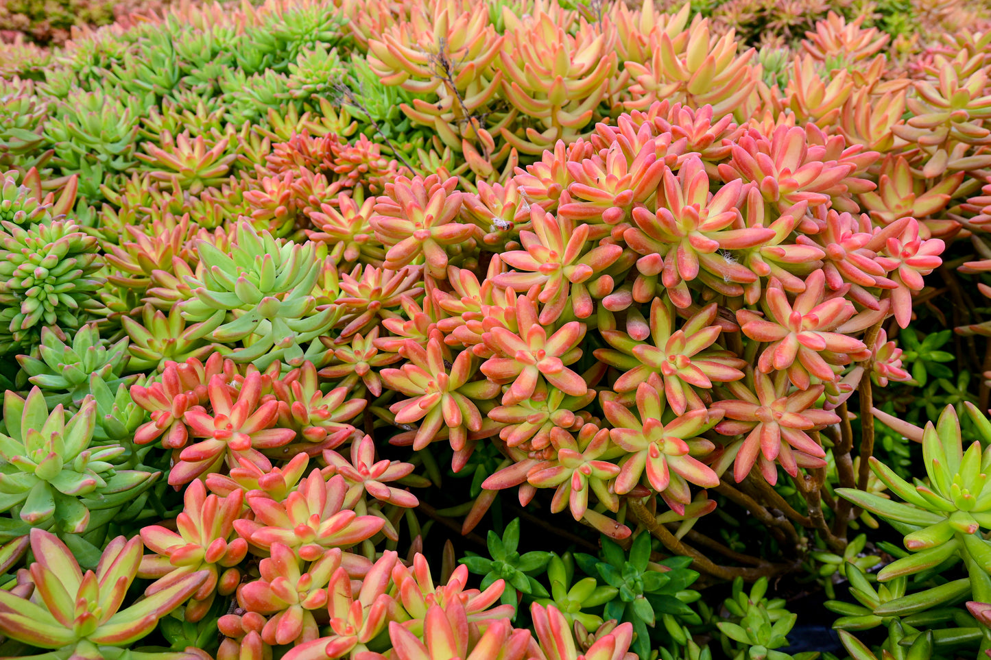 Verde Puntas Rojas Sedum Nussbaumerianum