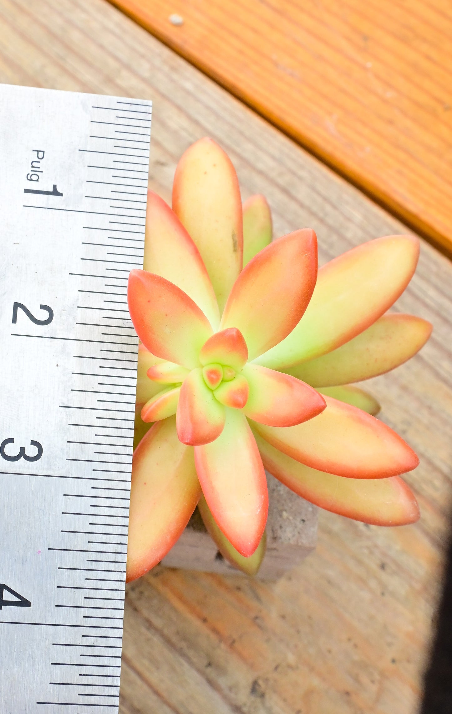 Star Fish Sedum Nussbaumerianum