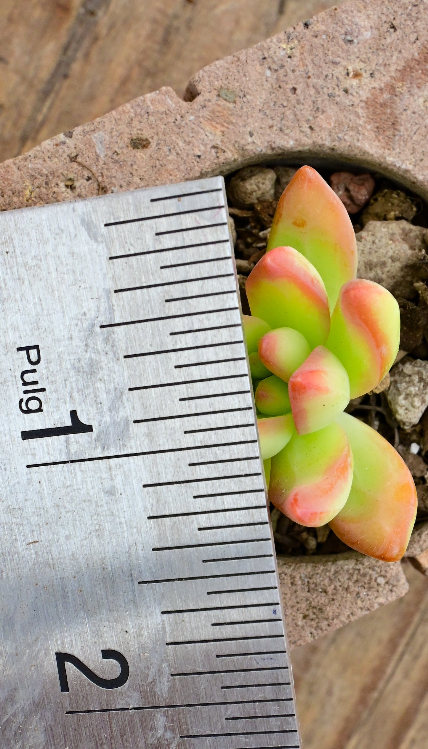 Pistache Sedum Nussbaumerianum