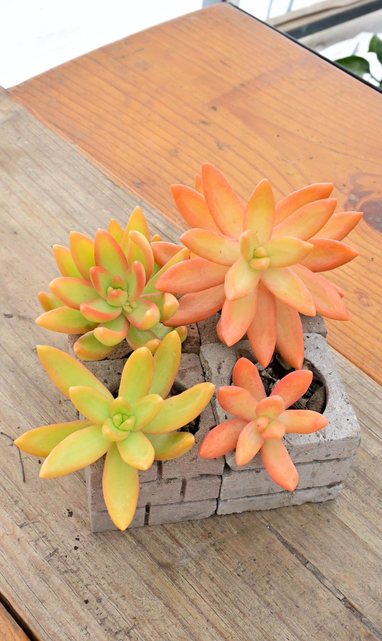 Adolphi Firestorm Sedum Nussbaumerianum