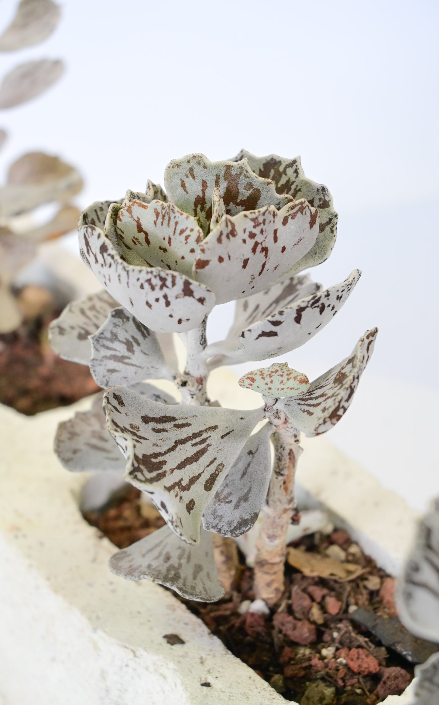 Kalanchoe rhombopilosa (pasteles de cielo)
