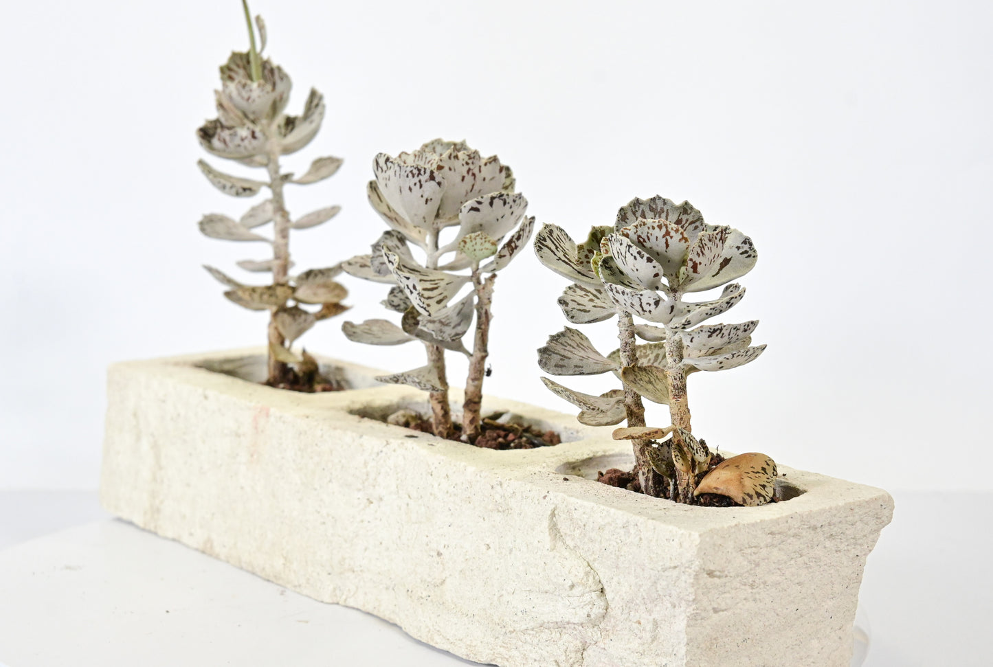 Kalanchoe rhombopilosa (pasteles de cielo)