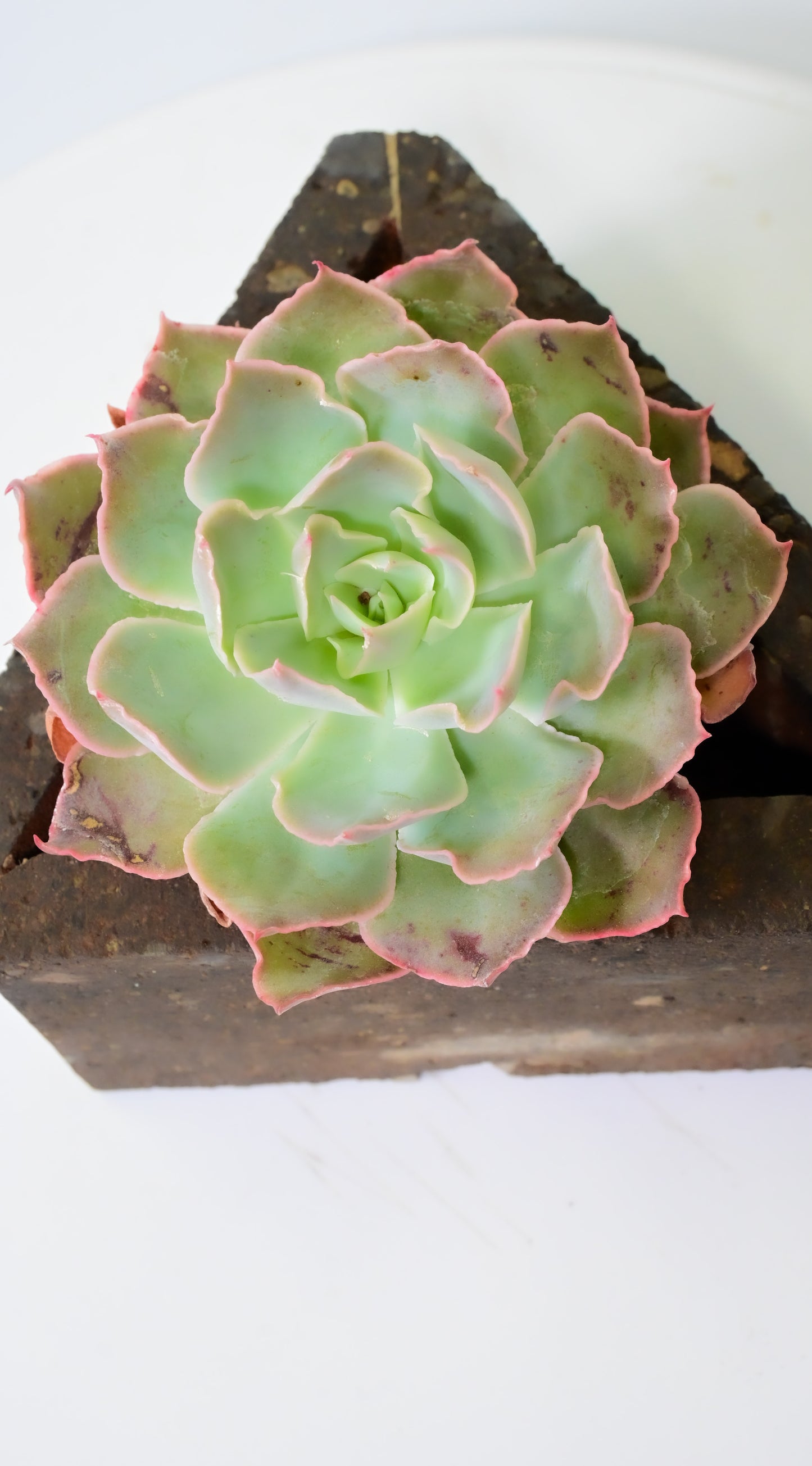 Echeveria Andromeda