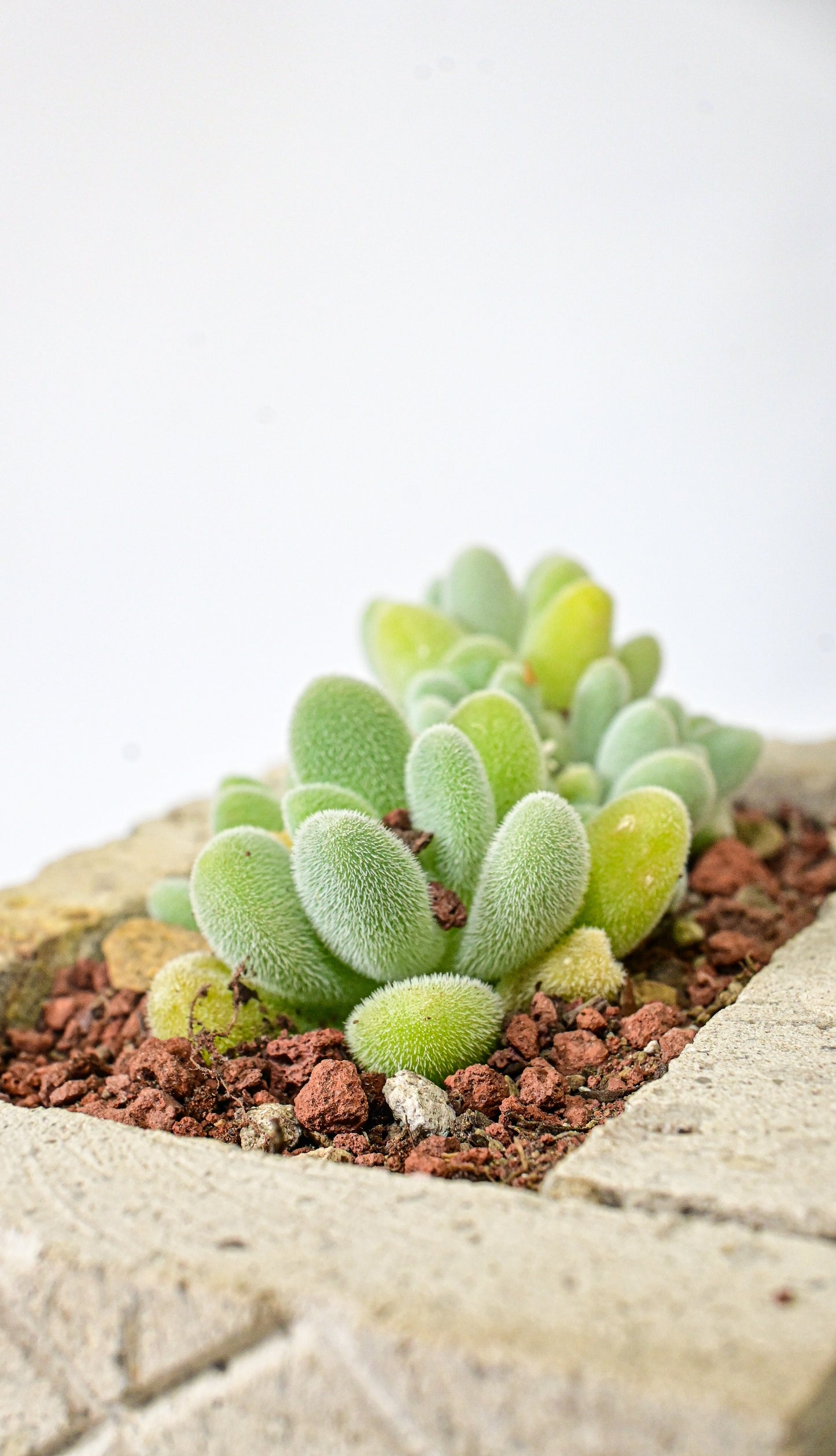 Sedum mociniano