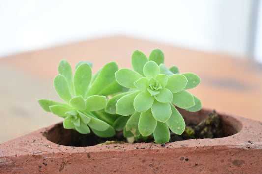 Sedum palmeri