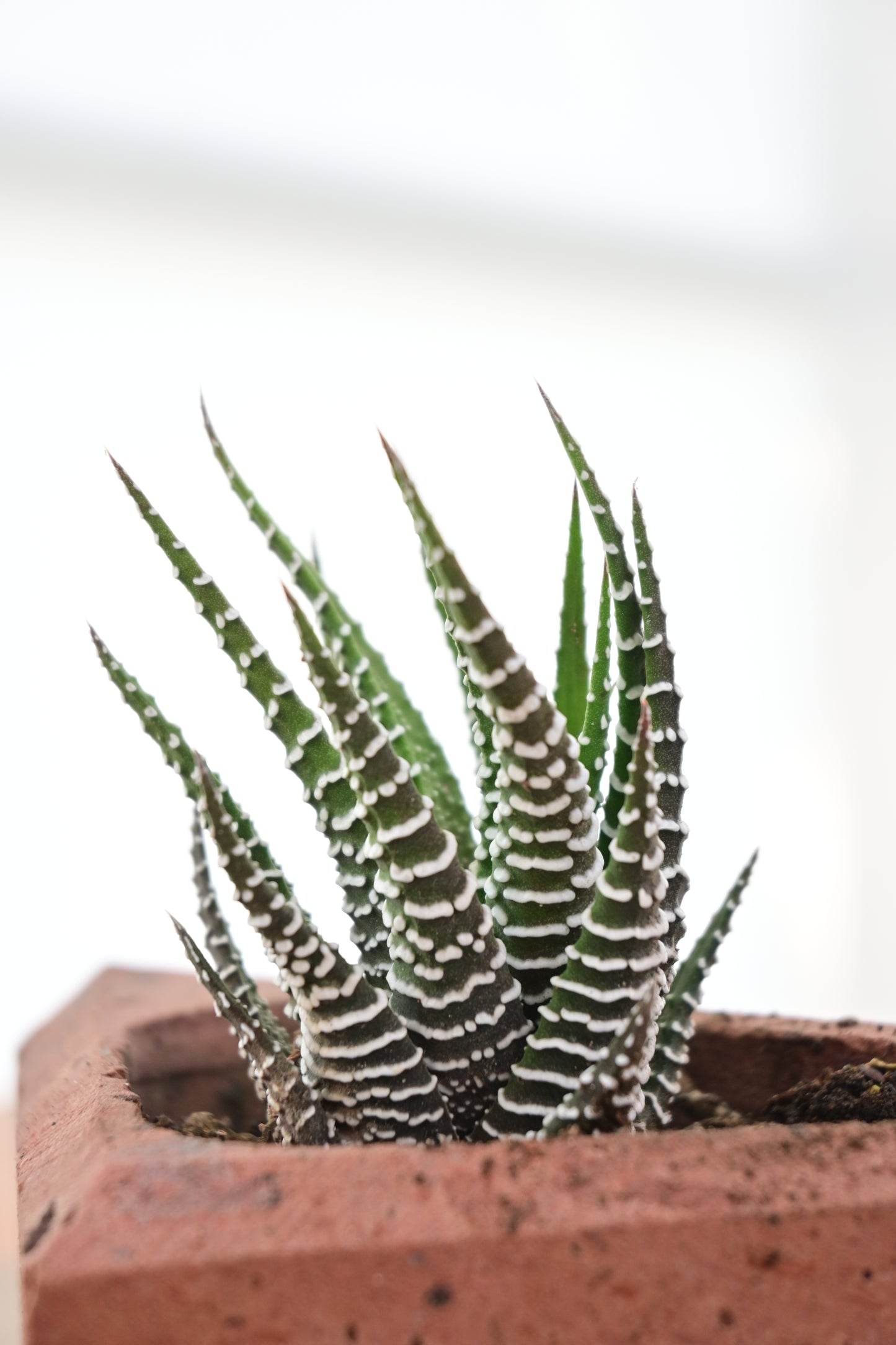 Haworthiopsis fasciata (Cebra)