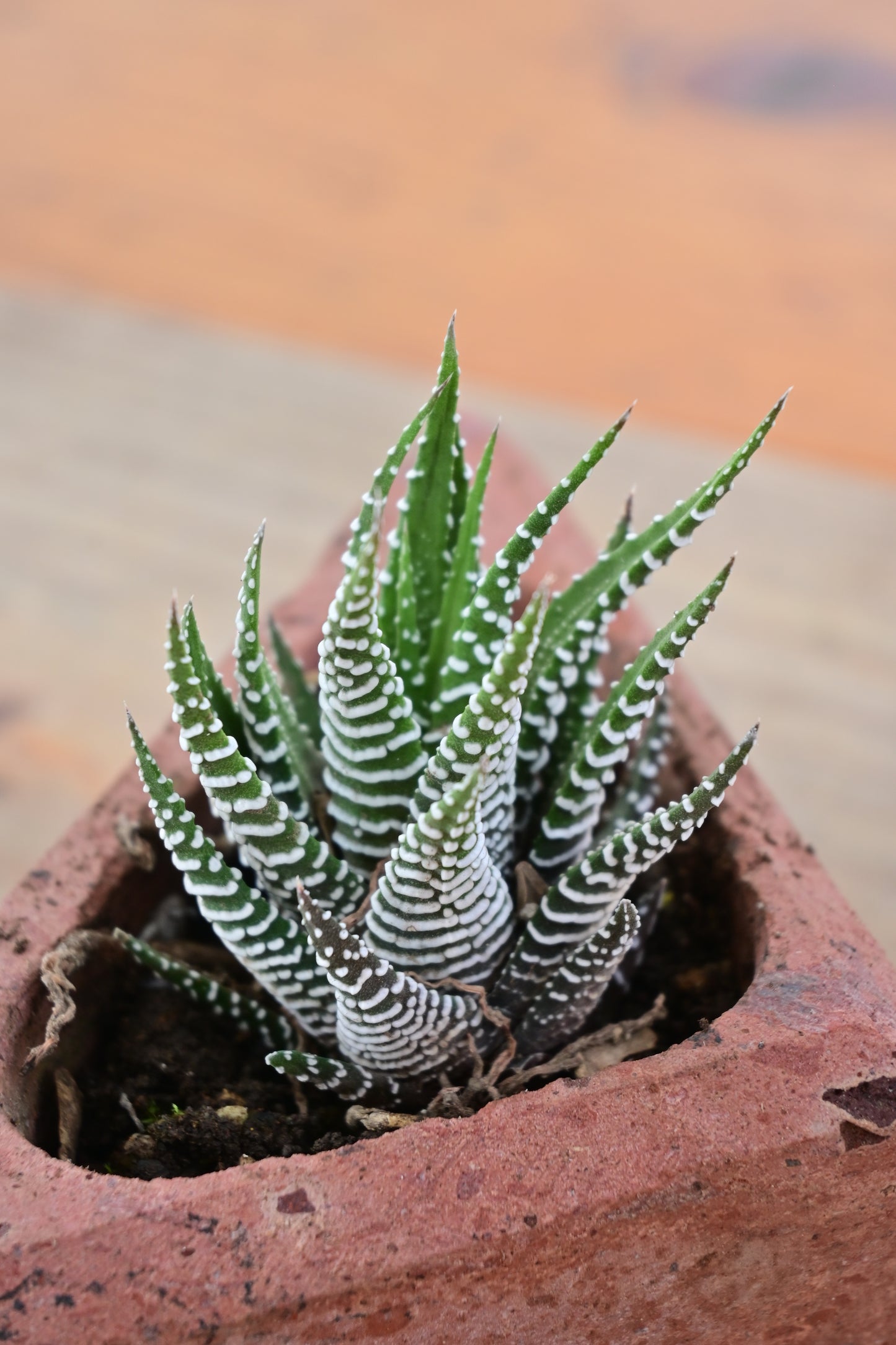 Haworthiopsis fasciata (Cebra)