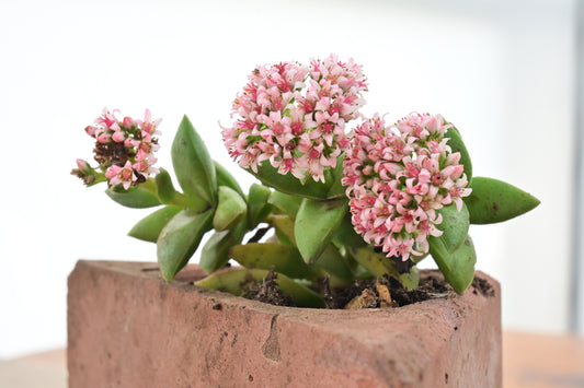 Crassula springtime