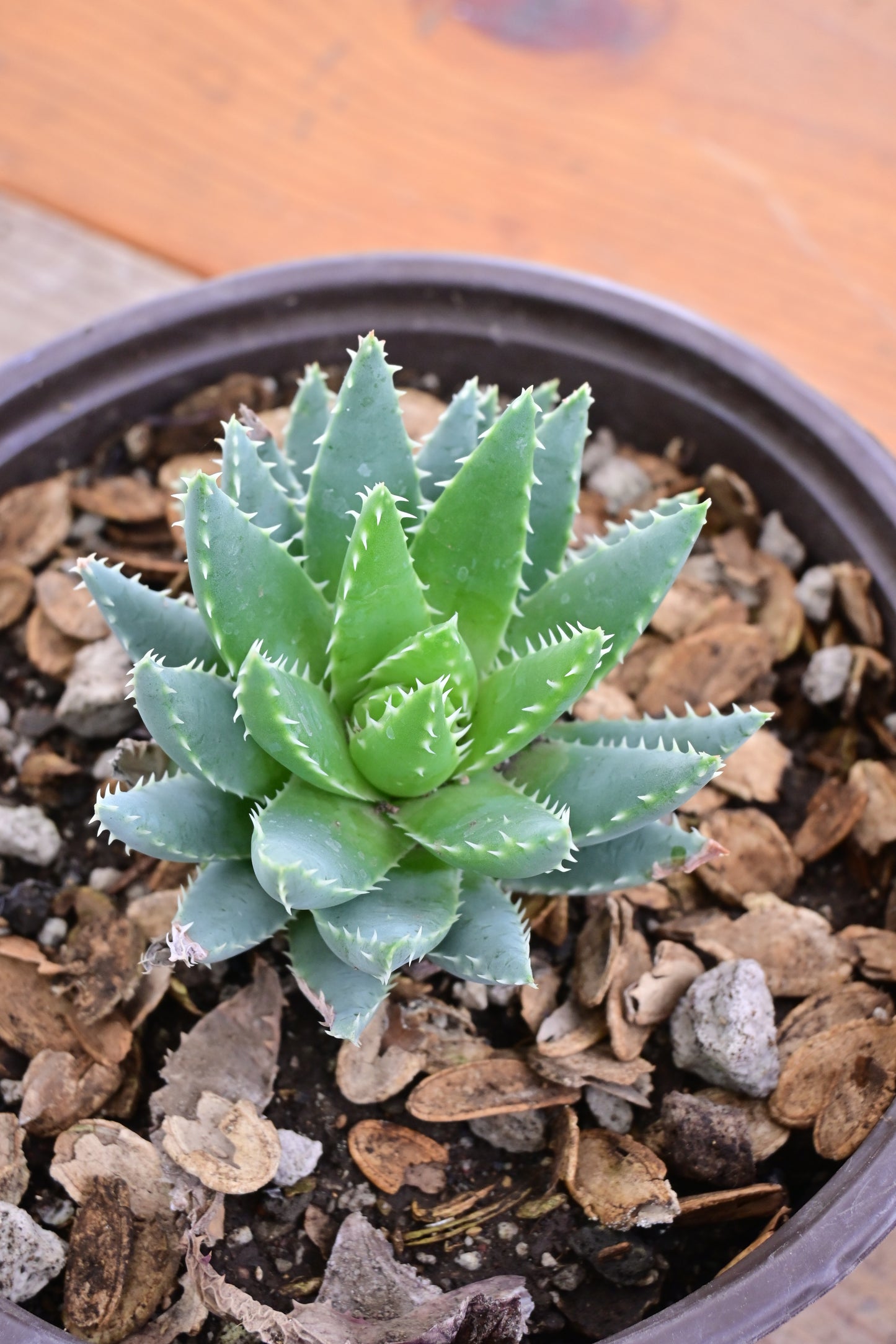 Aloe brevifolia (Cocodrilo)