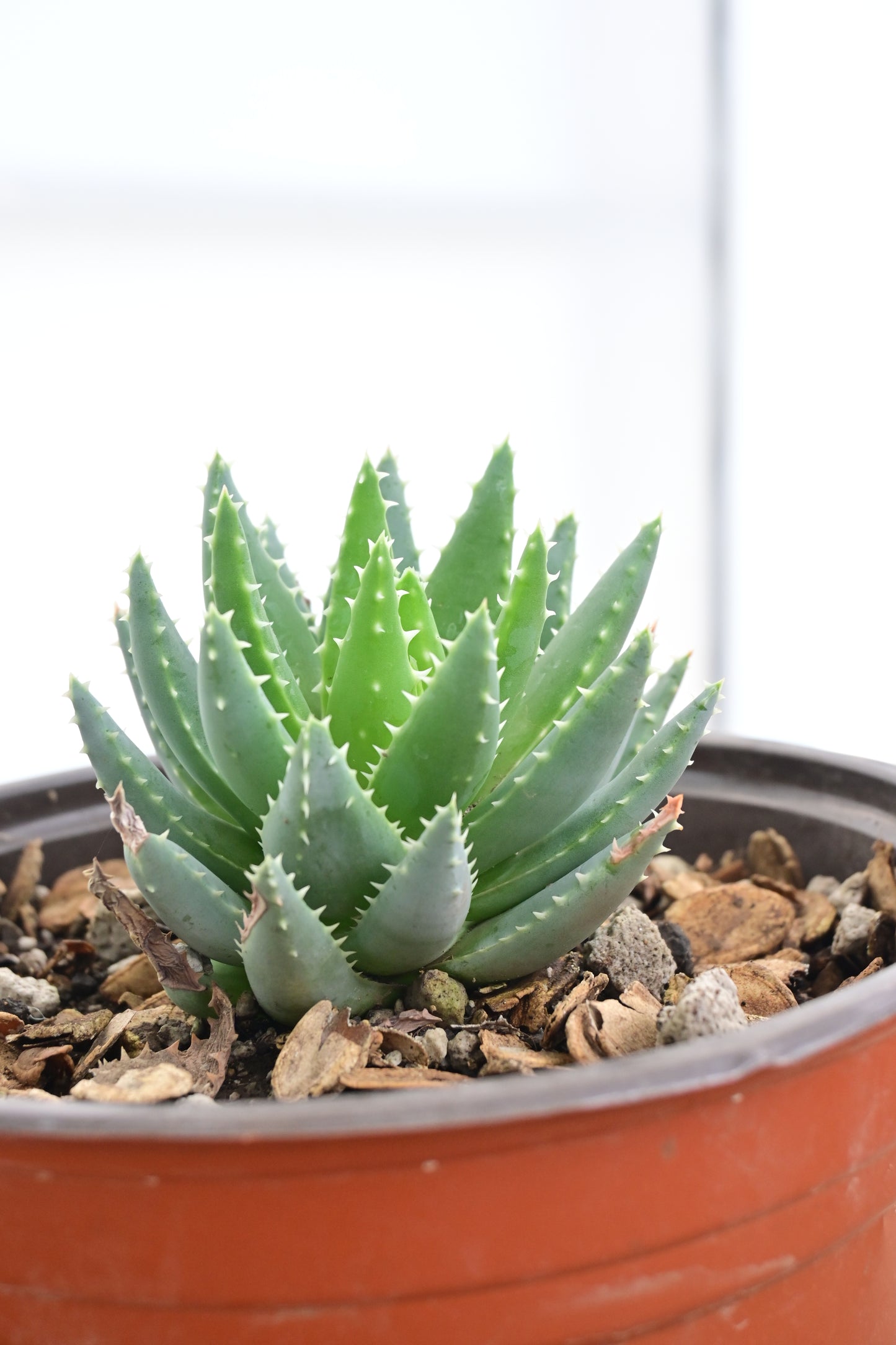 Aloe brevifolia (Cocodrilo)