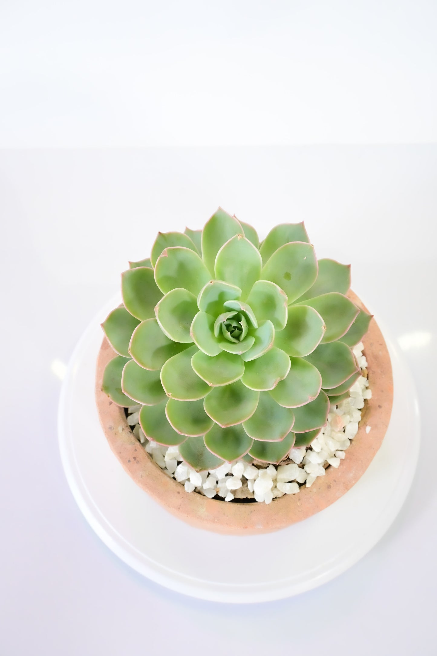 Echeveria alicia azul