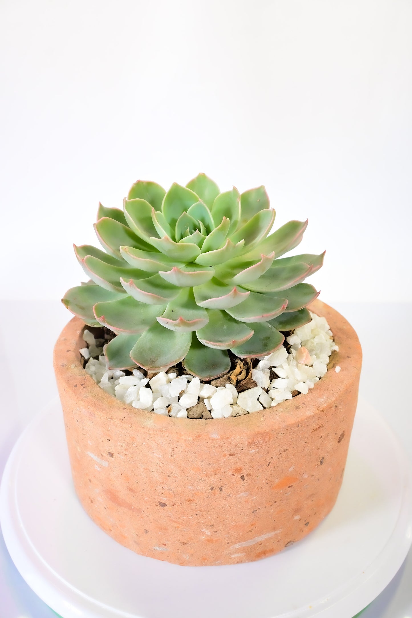 Echeveria alicia azul